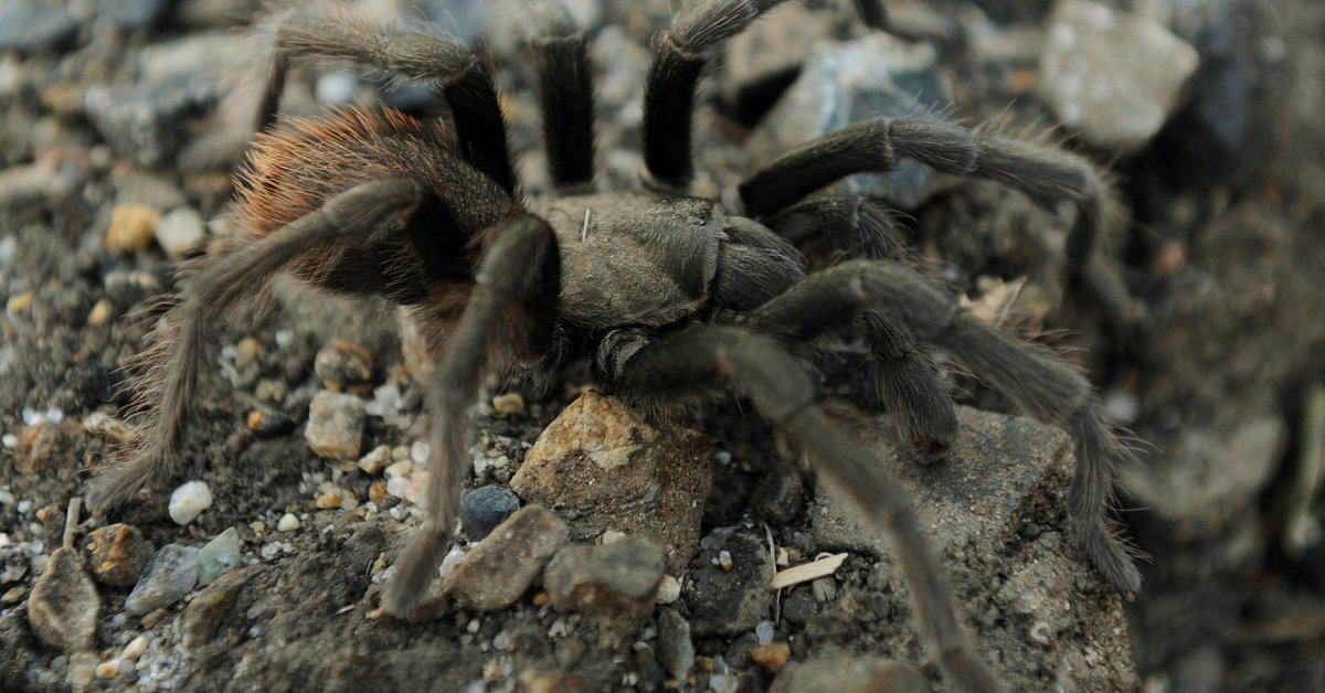 New Tarantula Species Named For Johnny Cash | Time