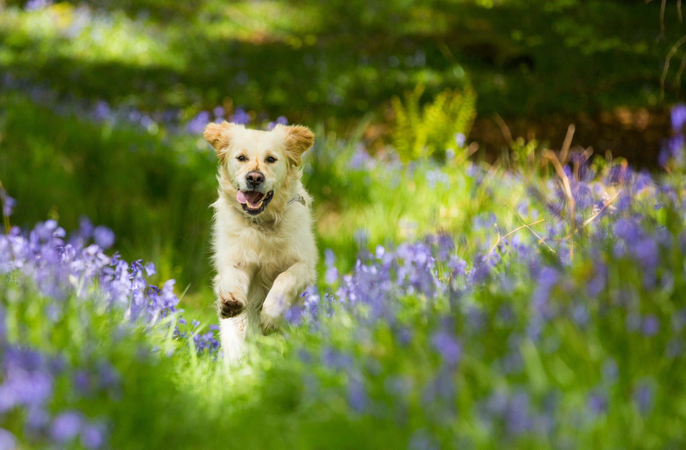 A Golden Retriever dog running through Bluebells in Jiffy Knotts wood in Lake District on May 20, 2015 in Ambleside, England. The native British Bluebell is threatened by the highly invasive Spanish Bluebell. PHOTOGRAPH BY Ashley Cooper / Barcroft Media (Photo credit should read Ashley Cooper / Barcroft Media via Getty Images)