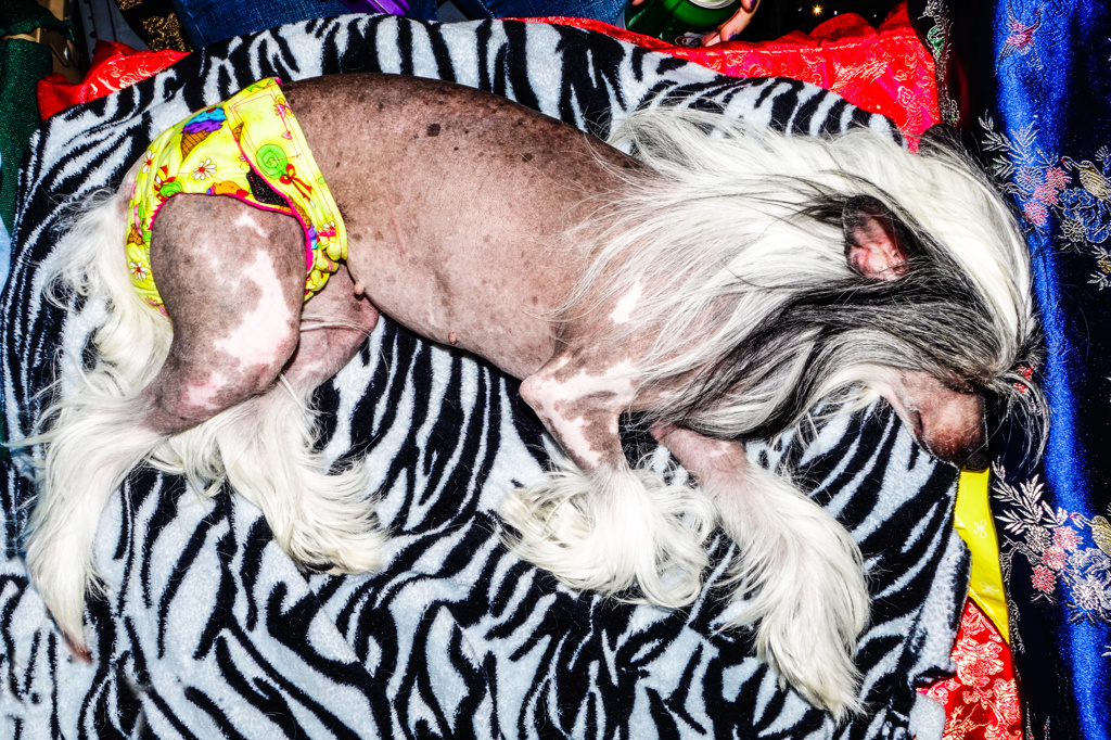 Chinese Crested passed out after the show, 2014