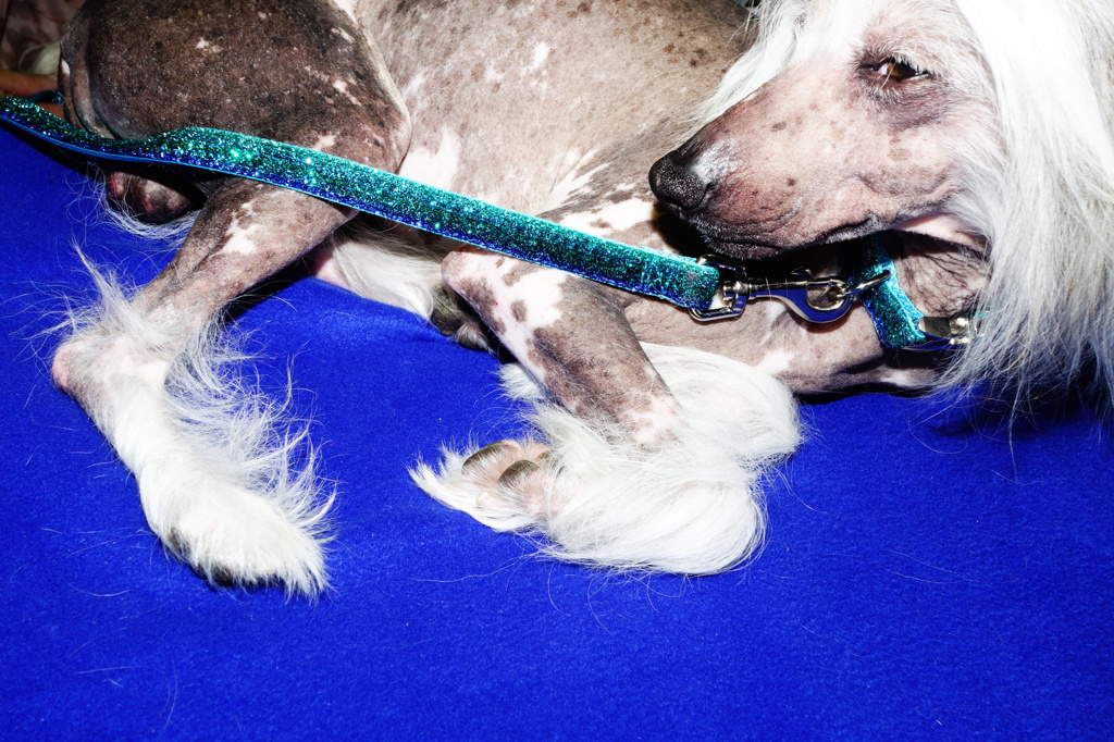 Chinese Crested closeup, 2014
