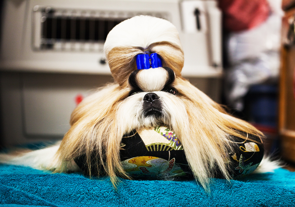 Shih-Tzu groomed and ready to compete, 2010