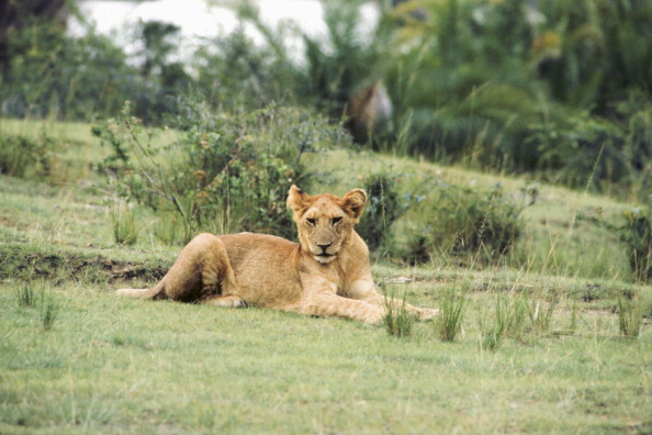 lions-discovered-ethiopia
