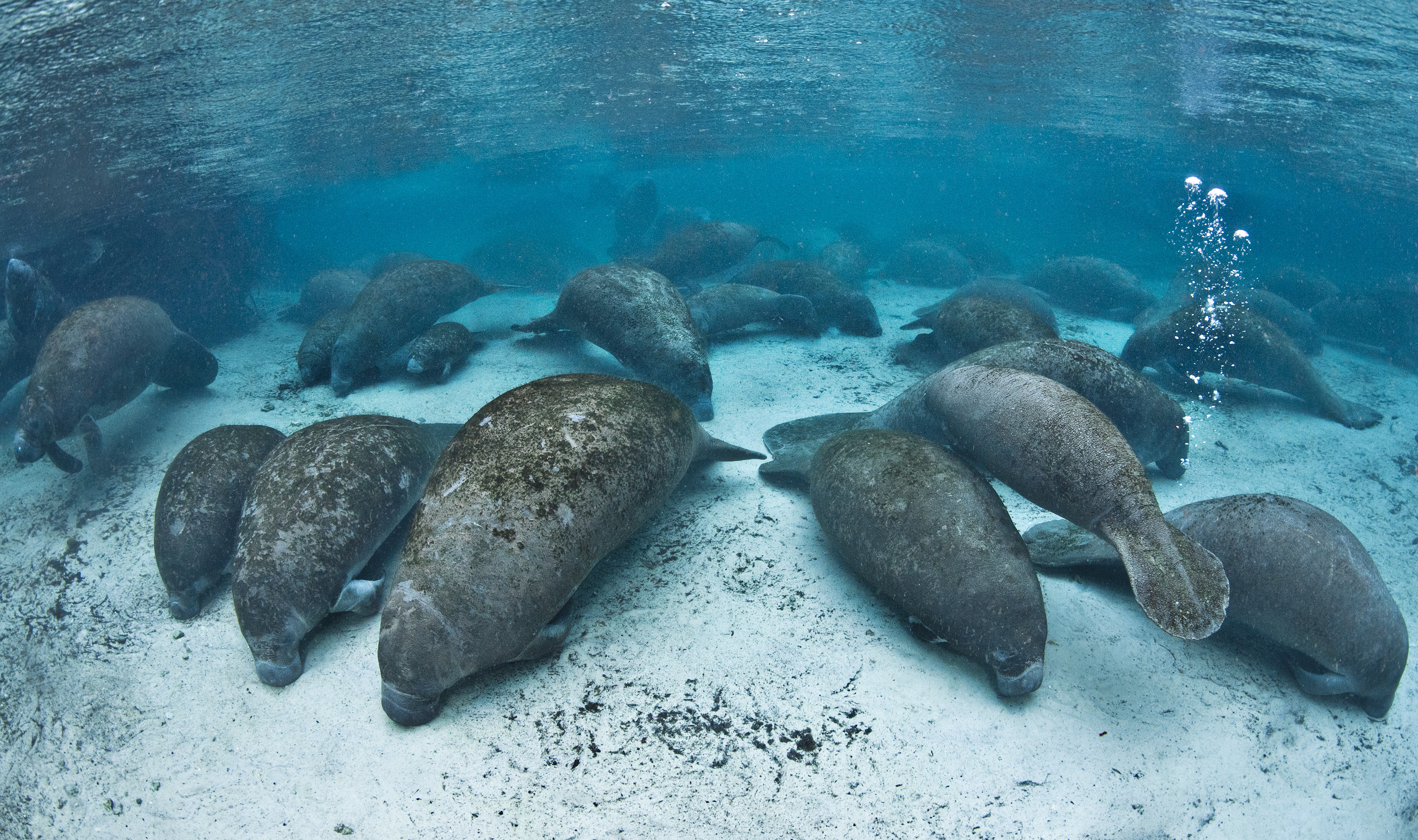 On a cold evening, large numbers of manatees (Trichechus manatus latirostrus) gather in Three Sisters Spring for the night in this picture dated August 12, 2011.
