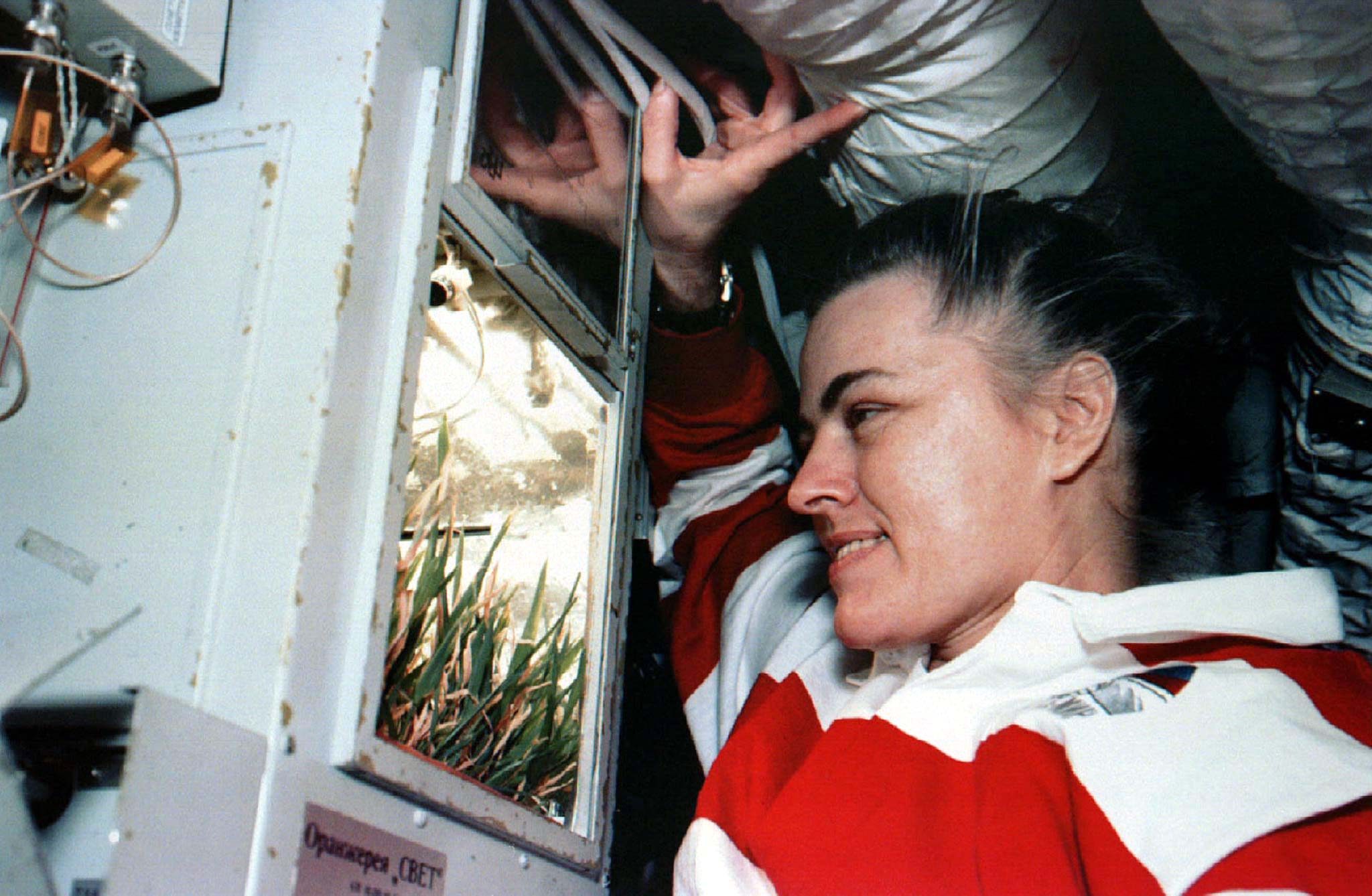 Astronaut Shannon Lucid, who concluded a U.S. record setting six-month voyage aboard Mir, checks on wheat plants on Sept. 23, 1996.
