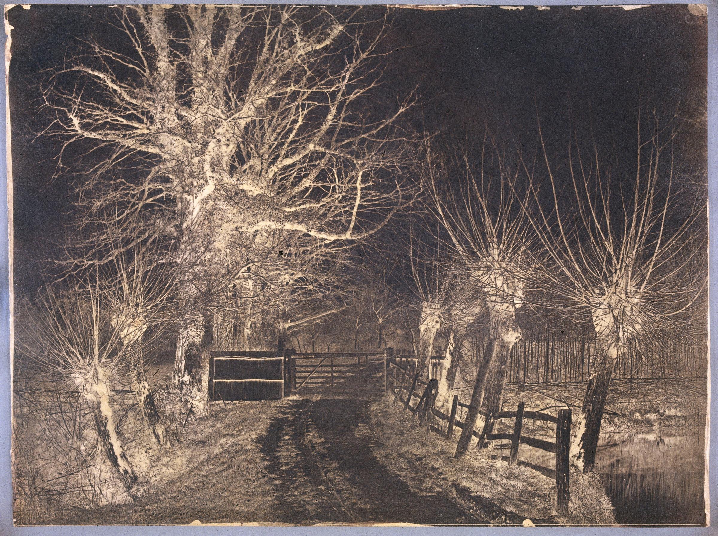Bare trees, late 19th century.