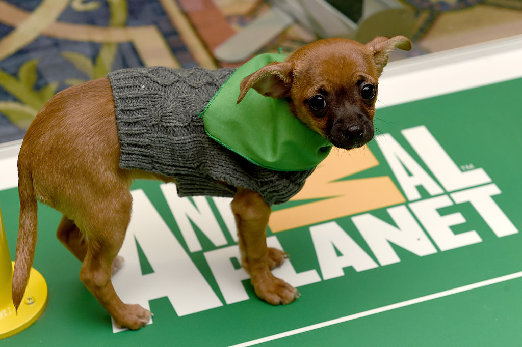 Attendees cuddle with puppies from a local rescue, Paw Works, who are on hand to promote Animal Planet's Puppy Bowl XII during the Discovery Communications TCA Winter 2016 at The Langham Huntington Hotel and Spa on Jan. 7, 2016 in Pasadena, California. (Amanda Edwards-Getty Images for Discovery Communications)