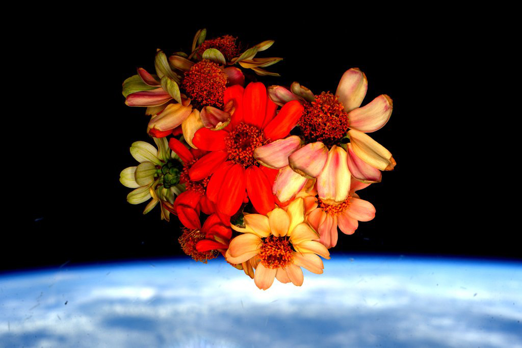 "Nursed the #SpaceFlowers all the way to today and now all that remains are memories. Happy #Valentines Day!" via Twitter on Feb. 14, 2016.