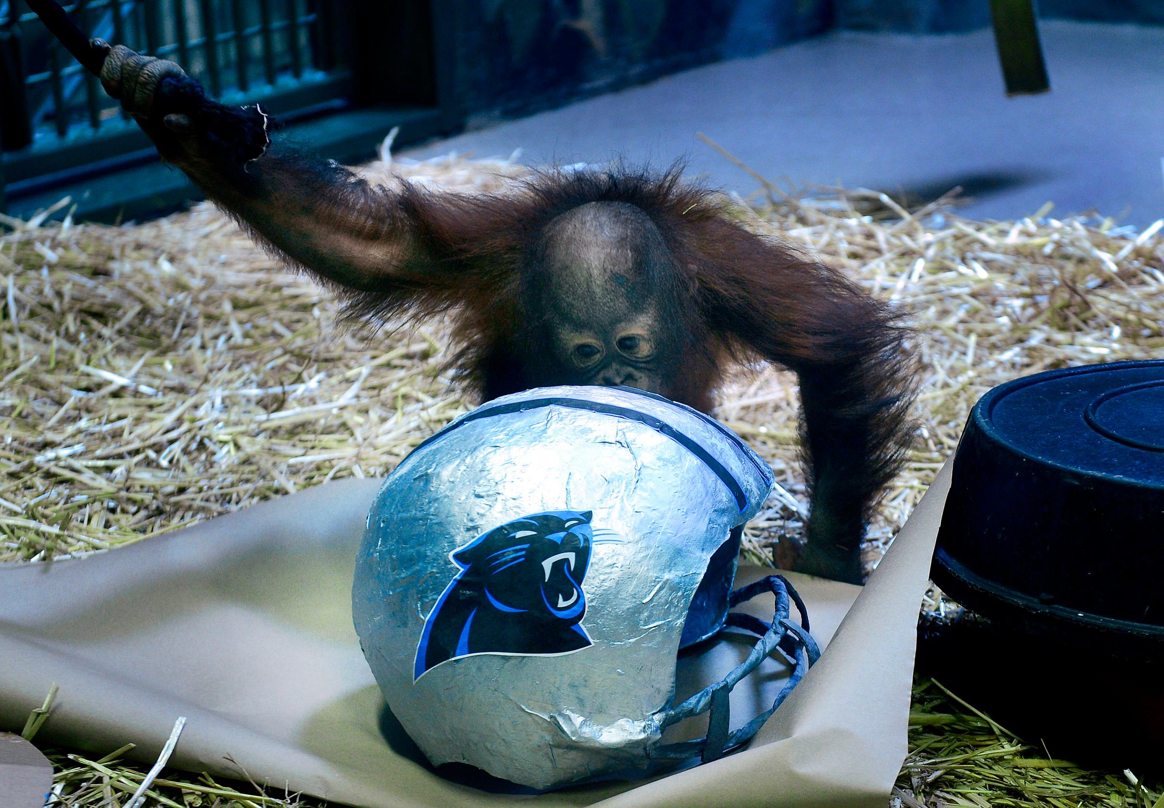 Super Bowl Prognosticating Ape