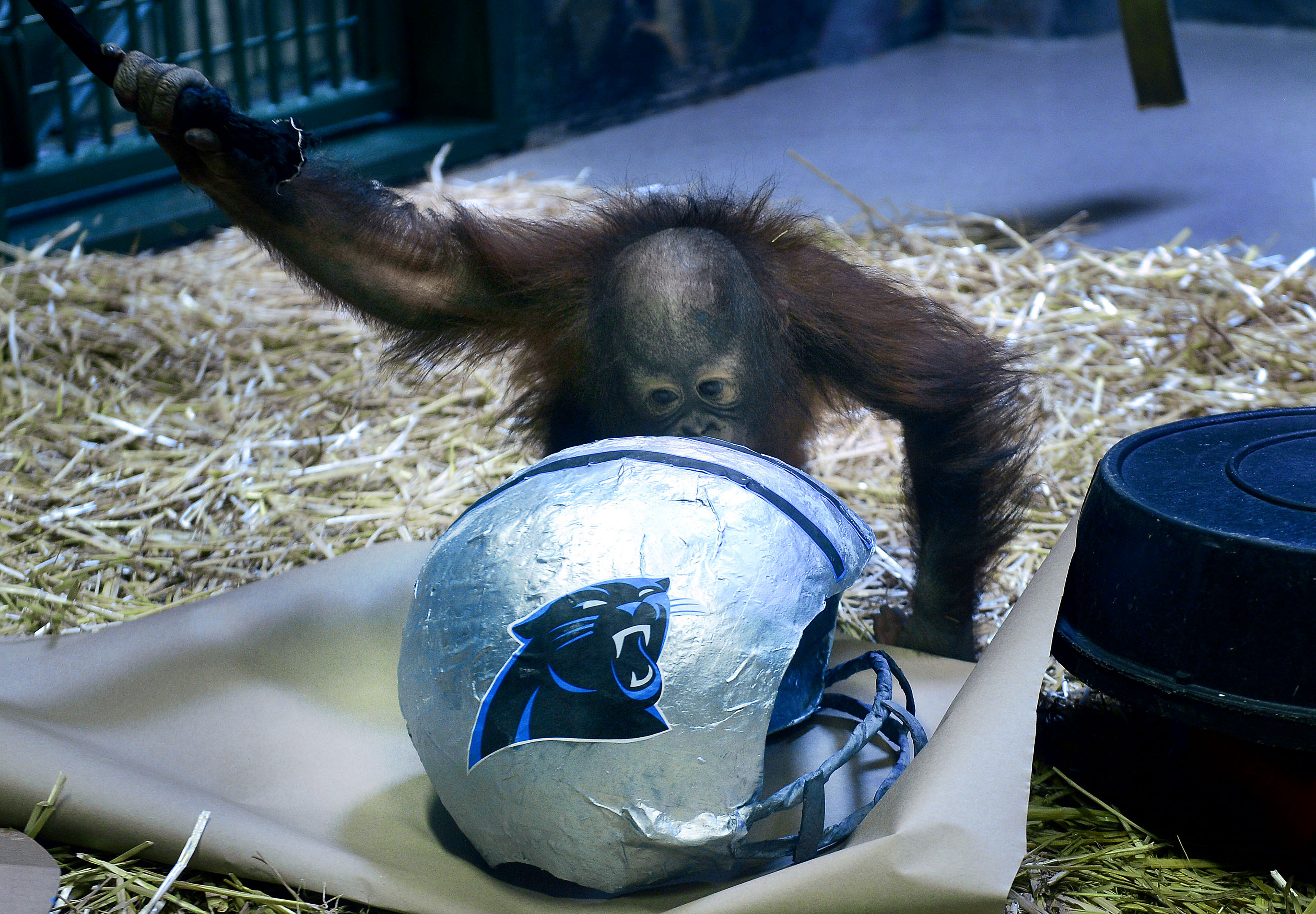 Tuah, an Orangutan at Utah's Hogle Zoo, picks the Carolina Panthers over the Denver Broncos as winners of Sunday's Super Bowl, Thursday, Feb. 4, 2016, in Salt Lake City. (Scott Sommerdorf—AP)