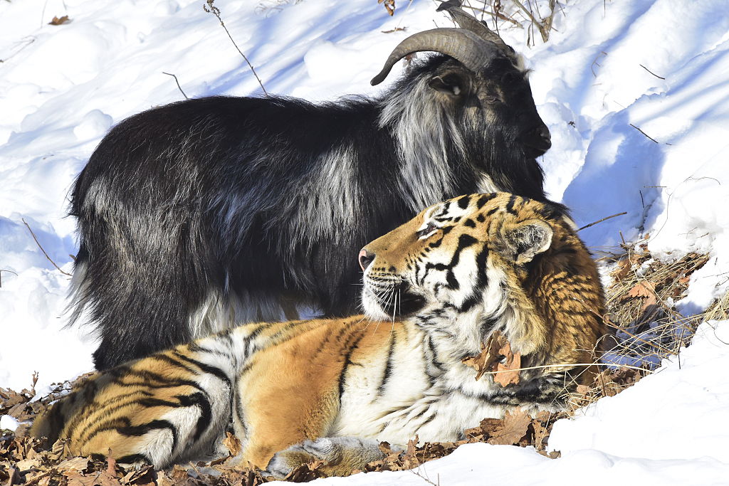 Amur the tiger and Timur the goat have made friends and used to live in one compound in Safari Park in the village of Shkotovo. (Yuri Smityuk)
