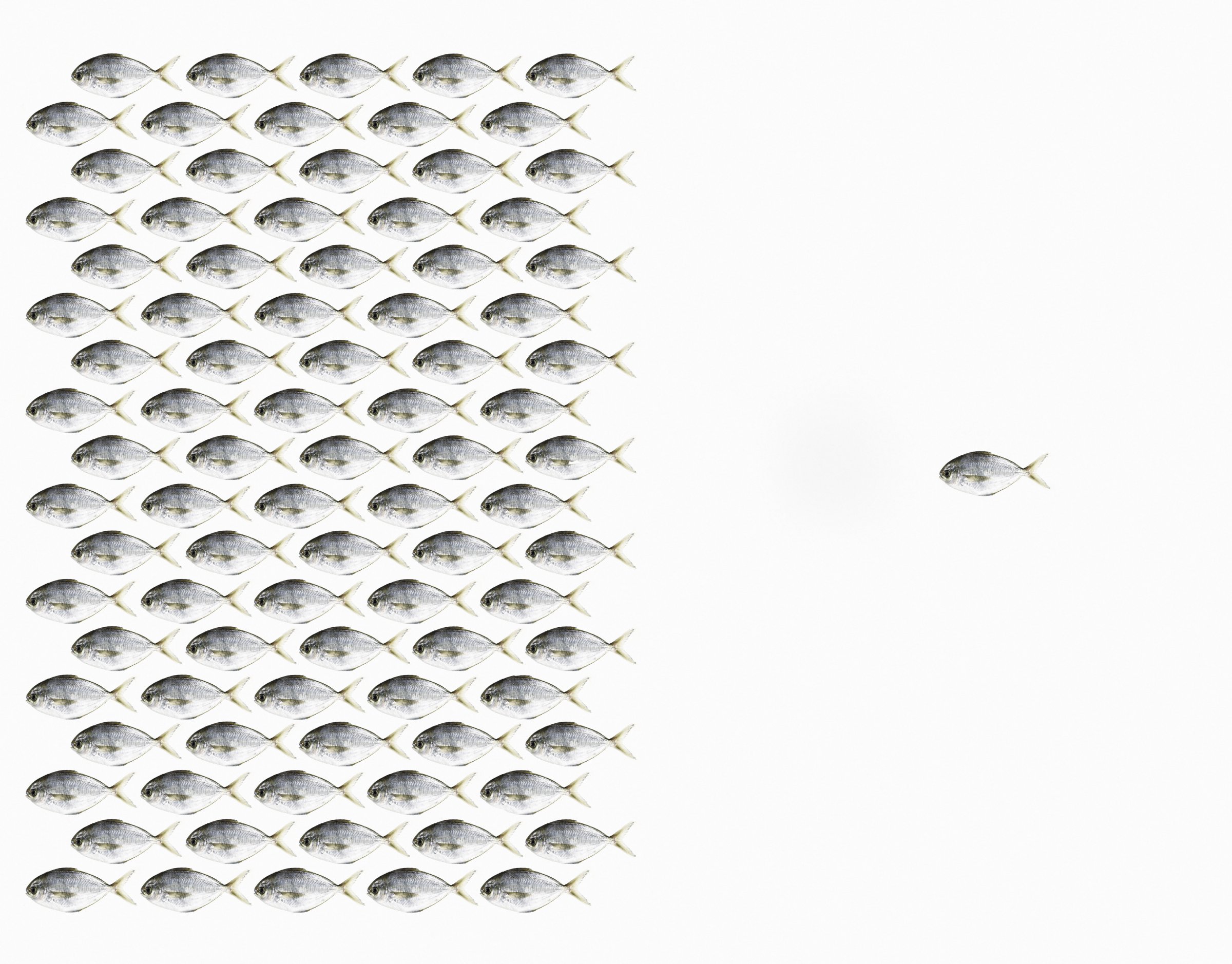 One Fish Following a Group of Fish.