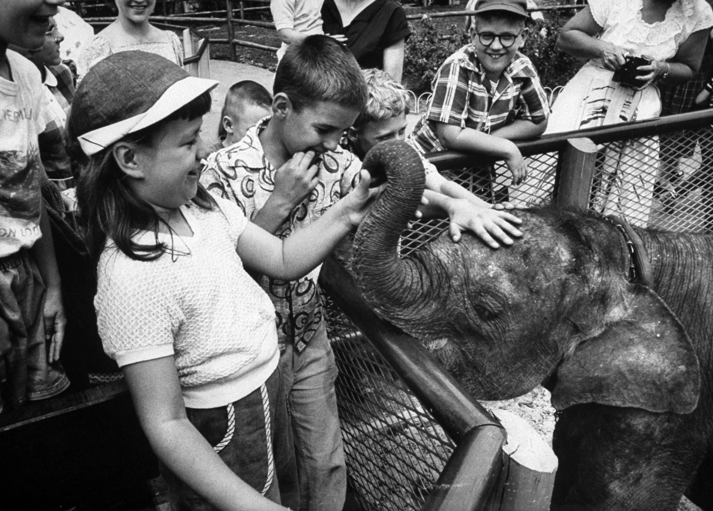 Unsuspecting elephant is worked over by the youngsters, who stood in line to give him a careful hand examination. "He feels funny," one remarked.