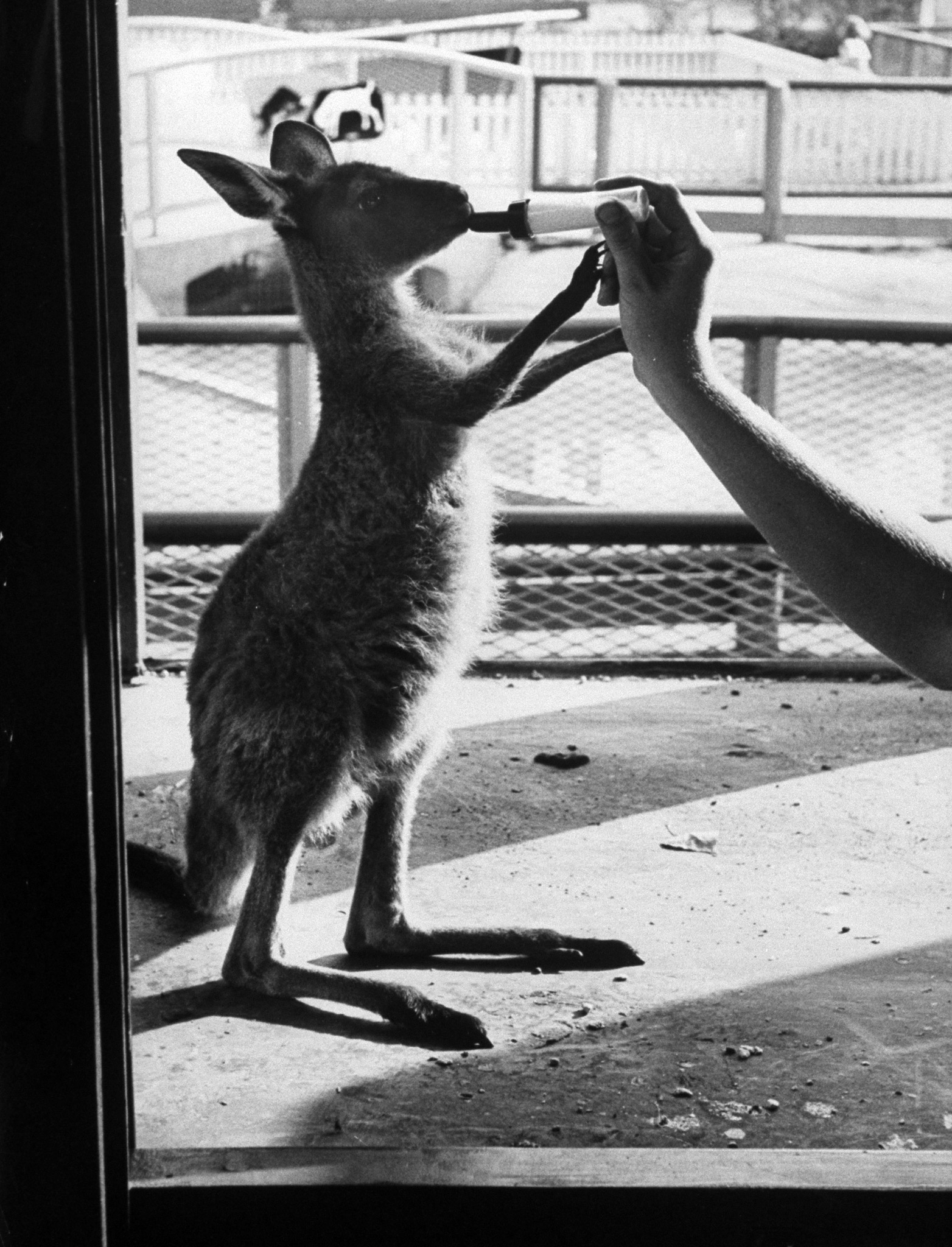 Baby kangaroo being bottle fed at Brookfield Children's Zoo. Chicago, 1953.