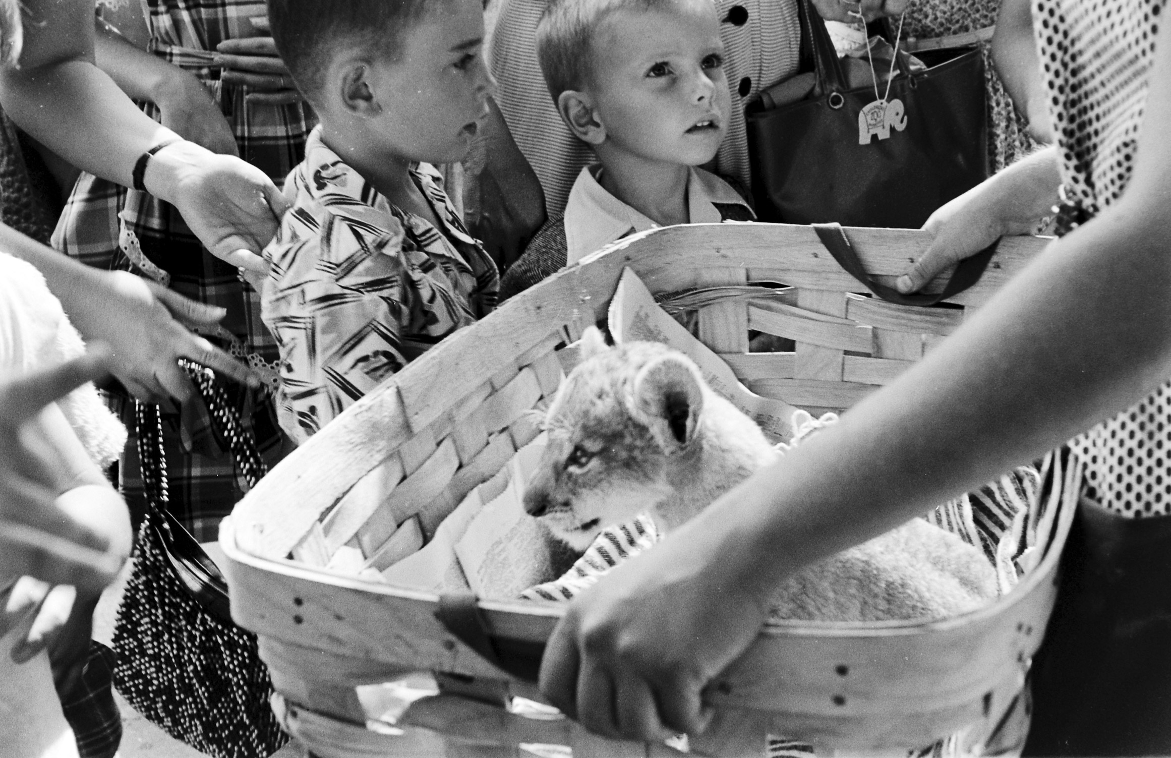 A lion cub in a basket at the Brookfield Children's Zoo in Chicago, 1953.
