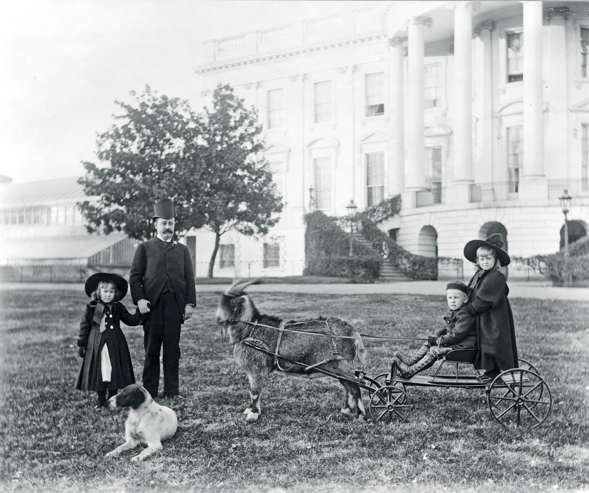 The extended Harrison family enjoyed the White House grounds with their pets and planted several trees.This photograph includes the president's son, Major Russell Harrison, and three grandchildren along with their goat, Old Whiskers, and one of their dogs.