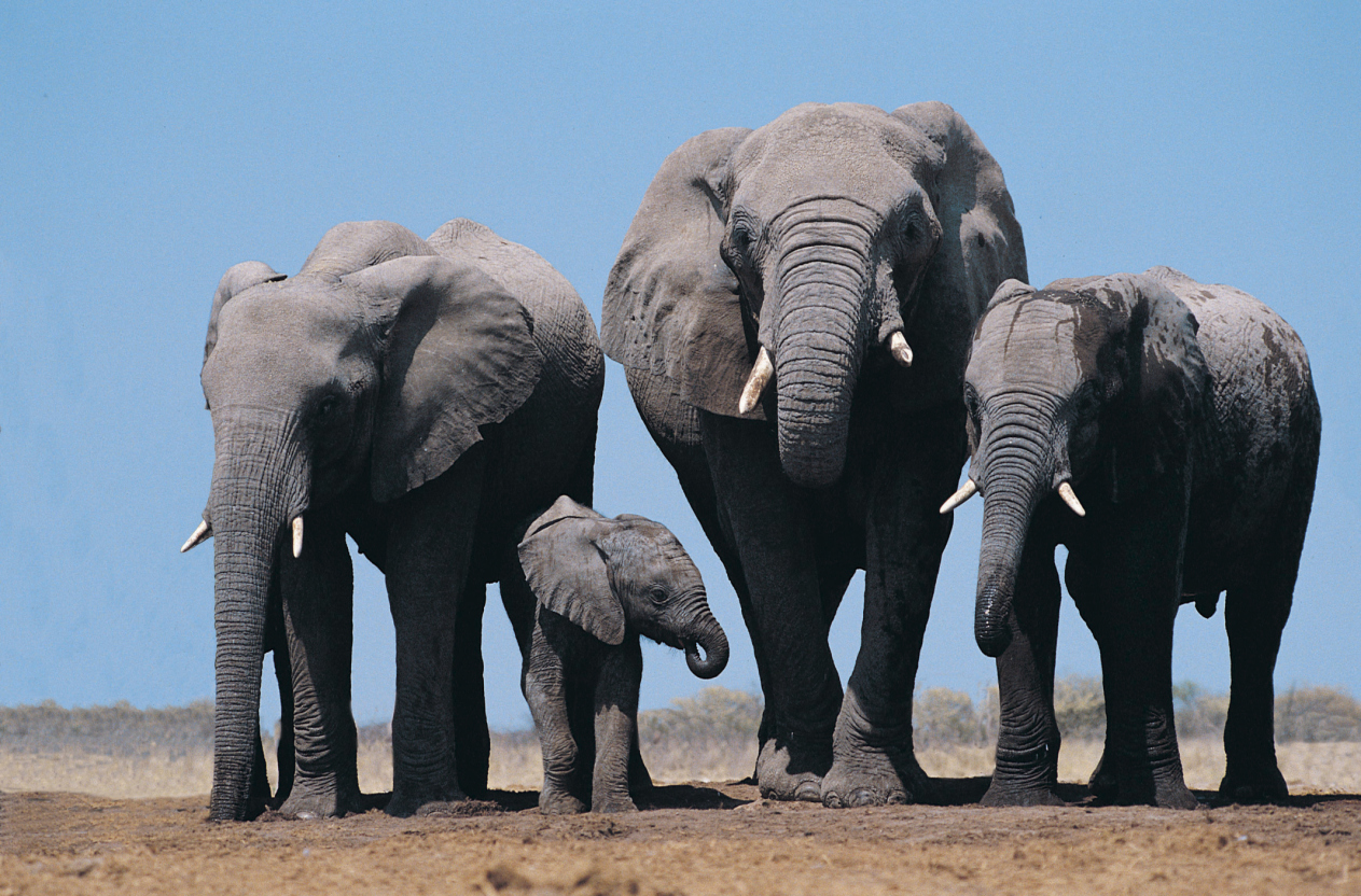 African Elephants (Digital Vision.&mdash;Getty Images)