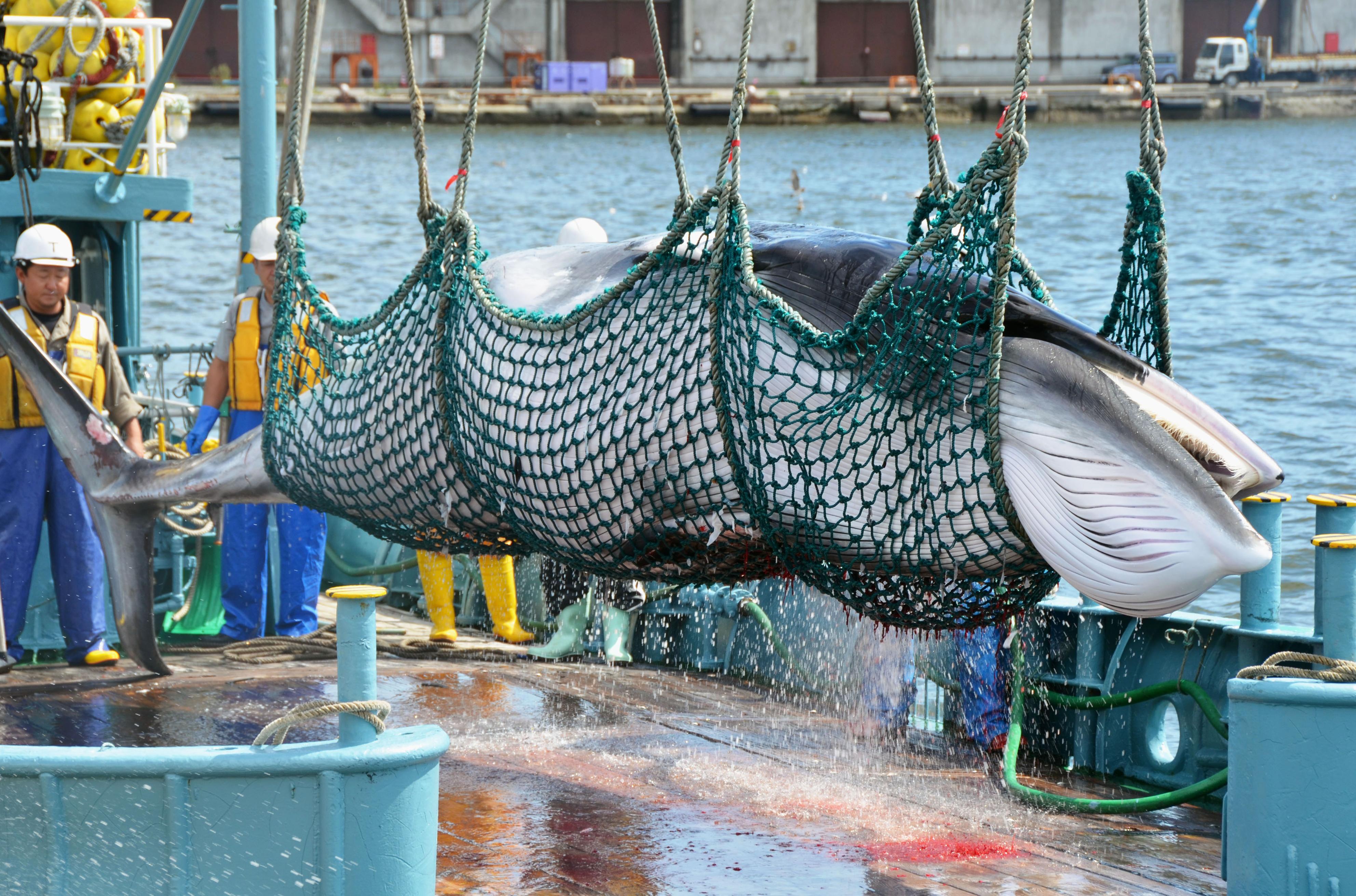 One of eight minke whales caught in Japan's whaling "for scientific research" off Kushiro in Hokkaido Prefecture, is unloaded at a local port on Sept. 5, 2015 (Kyodo/AP)