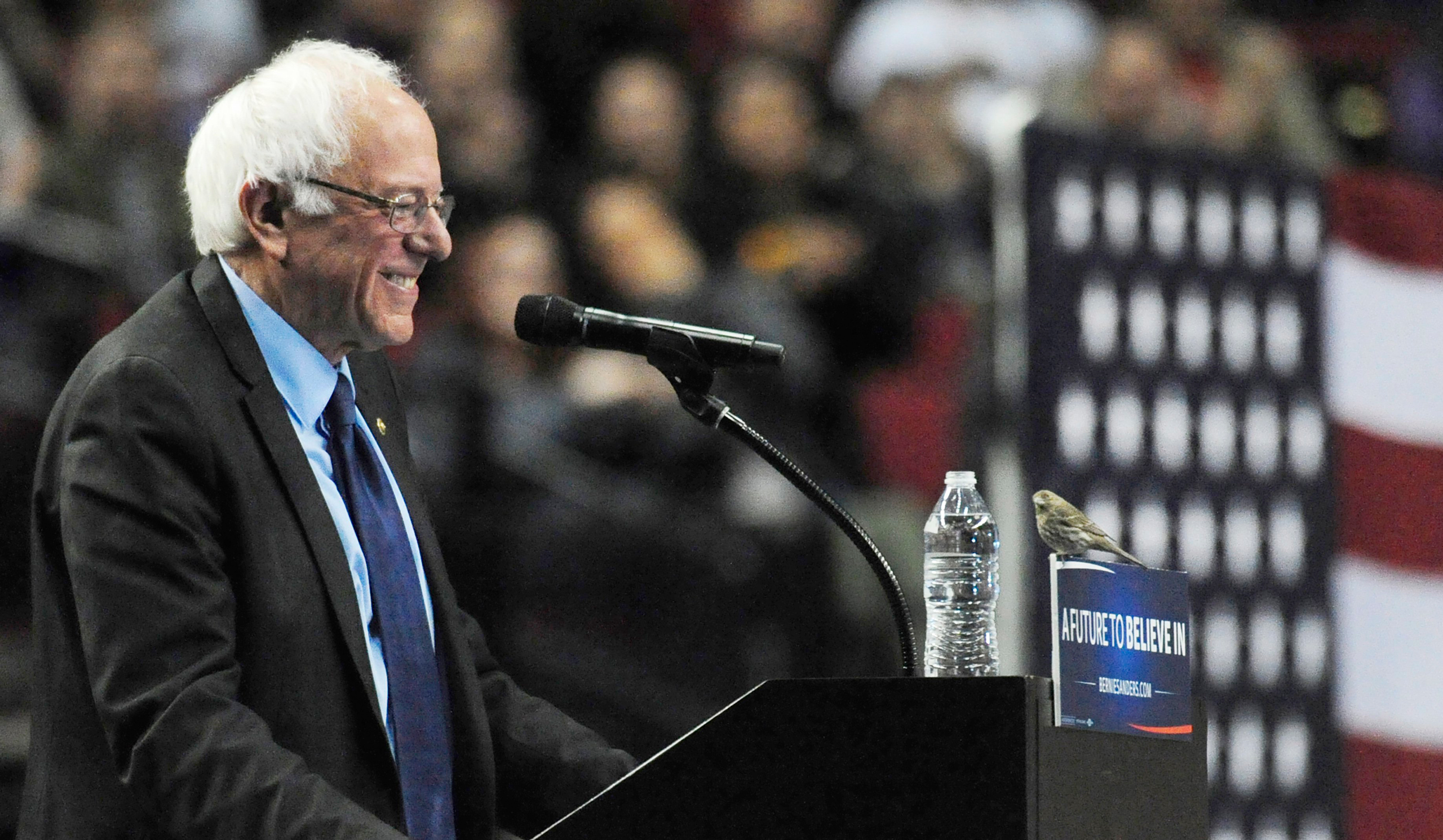 Democratic presidential candidate Sen. Bernie Sanders, I-Vt., smiles as a bird lands on his podium as he speaks during a rally at the Moda Center in Portland, Ore., Friday, March 25, 2016. (AP Photo/Steve Dykes)