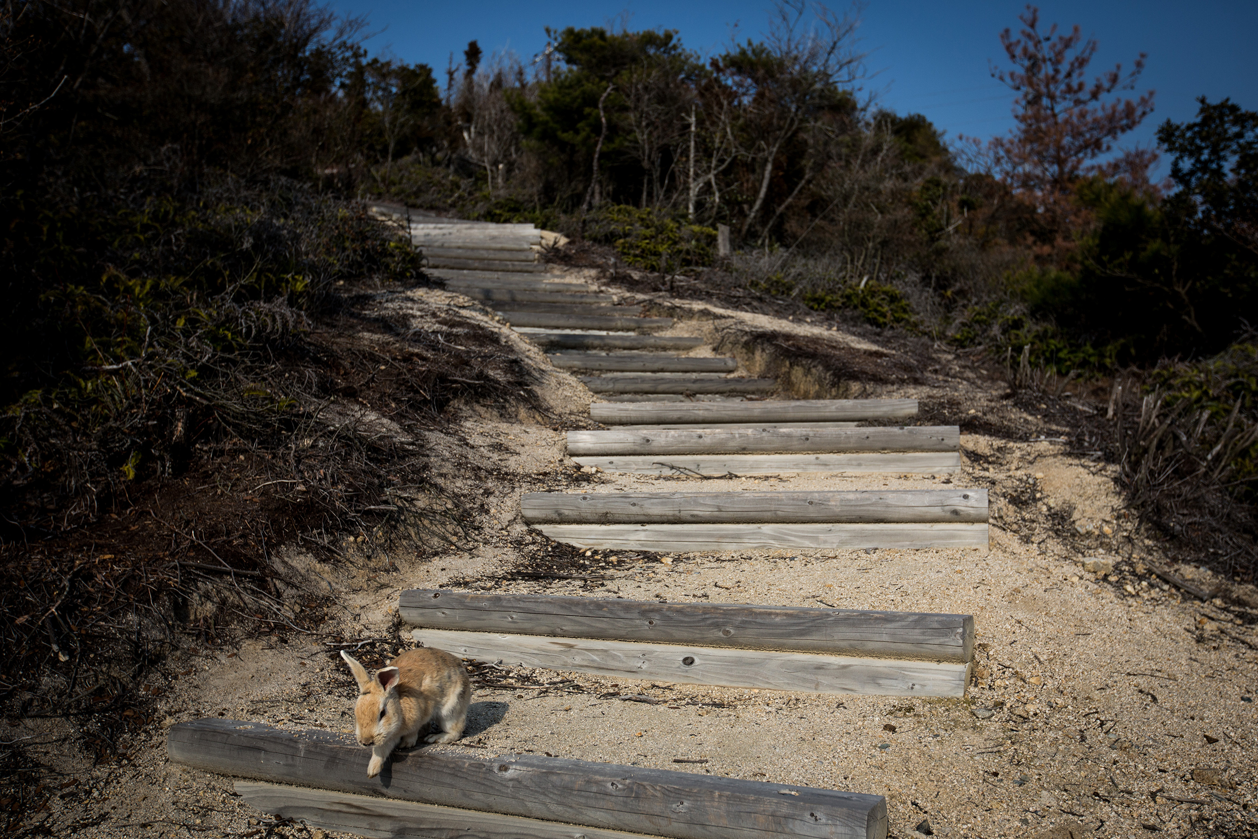 A rabbit is seen on a pathway leading to the ruins of a fort on Okunoshima Island on Feb. 24, 2014 in Takehara, Japan. Okunoshima is a small island located in the Inland Sea of Japan in Hiroshima Prefecture. The Island often called Usagi Jima or  Rabbit Island  is famous for it's rabbit population that has taken over the island and become a tourist attraction with many people coming to the feed the animals and enjoy the islands tourist facilities.  During World War II the island was used as a poison gas facility.  The island was so secret that local residents were told to keep away and it was removed from area maps. Today ruins of the old forts and chemical factories can be found all across the island.