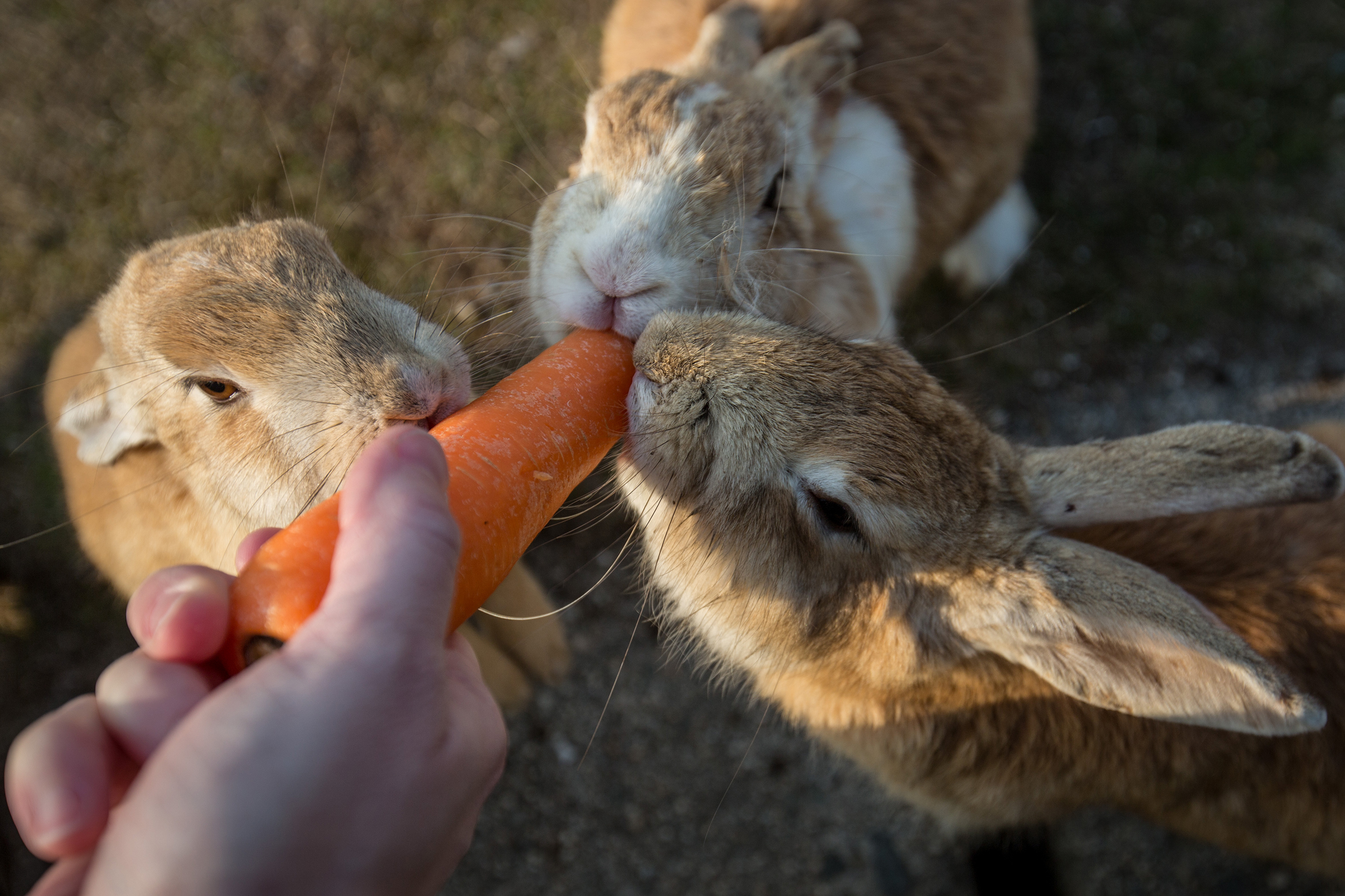 A tourist feeds rabbits on Okunoshima Island on Feb. 24, 2014 in Takehara, Japan.