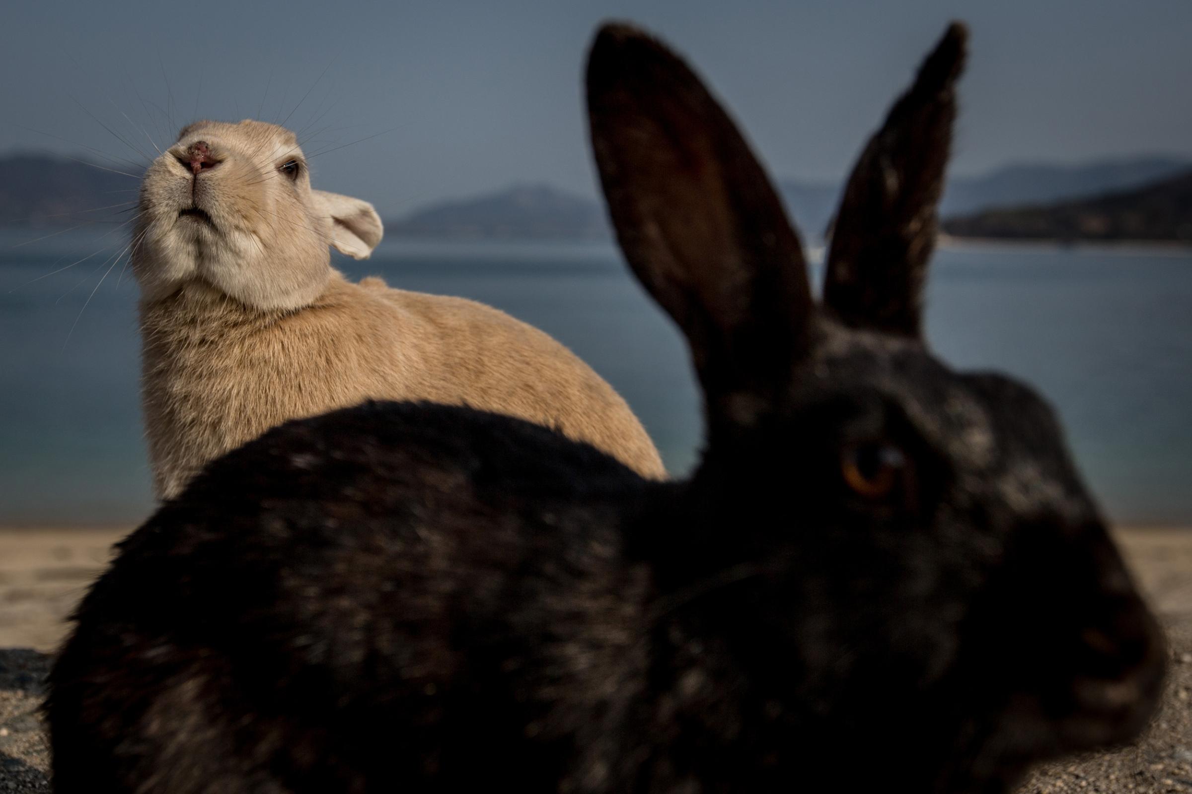 Bunnies Attract Tourists To A Japanese Islet Okunoshima