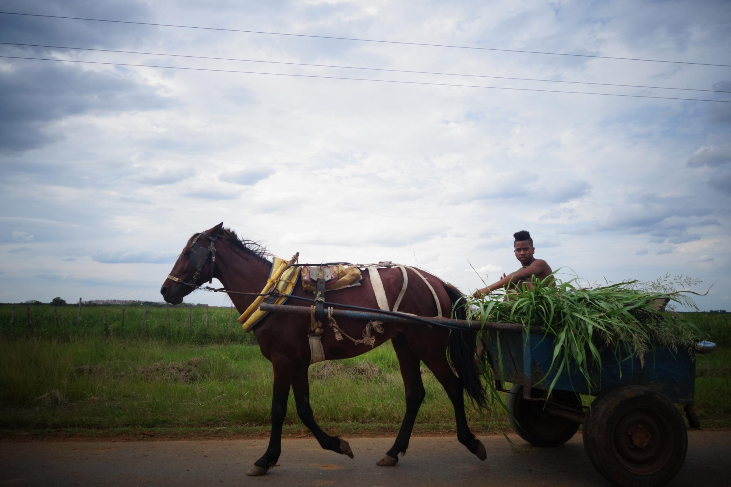 A boy drives a horse-drawn cart full of sugar cane on a road southeast of Havana, Cuba, May 2, 2015.
