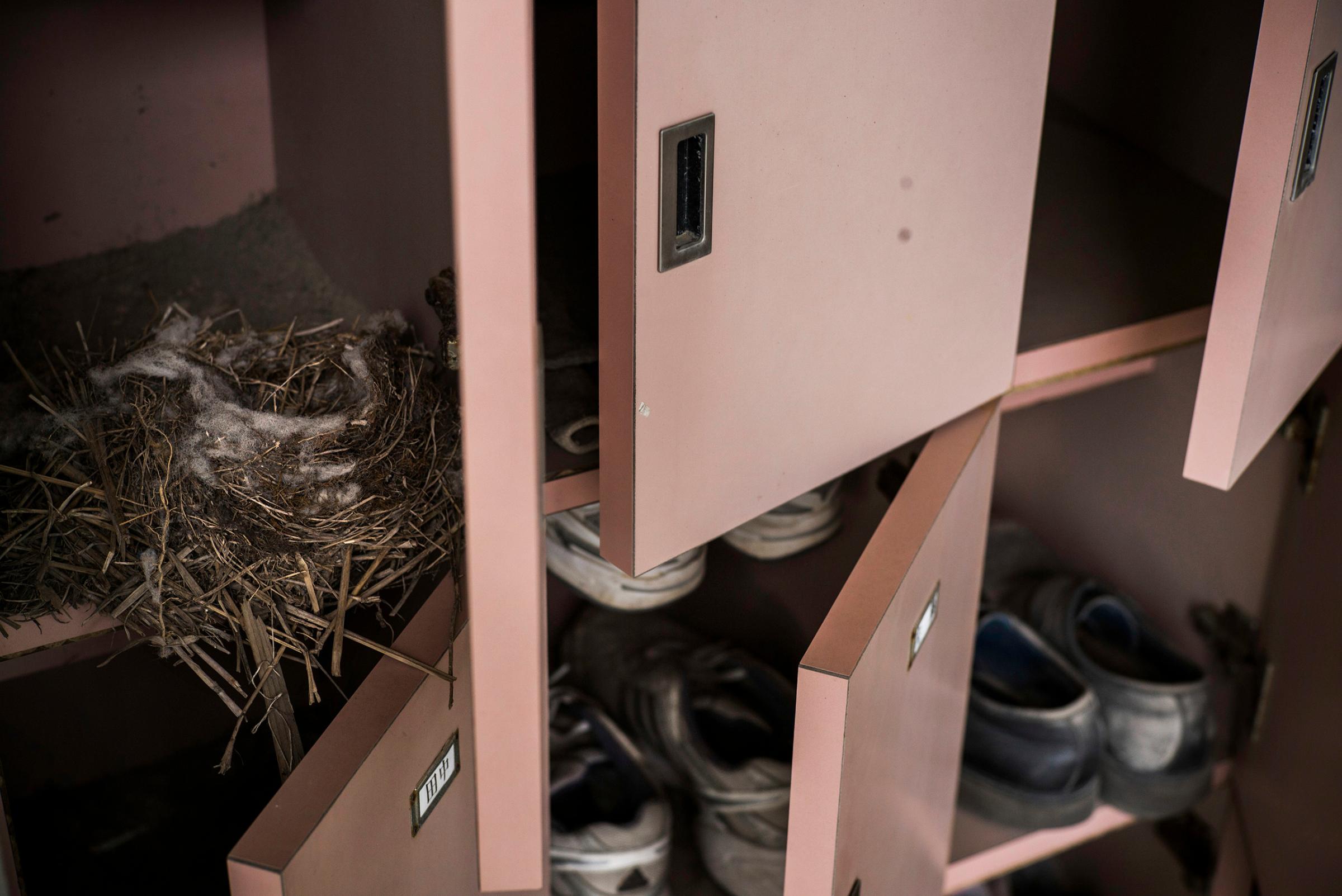 A birds nest can be seen inside a locker at a Ukedo elementary school, which was damaged by the tsunami, inside the restricted 20km exclusion zone, Namie, March 10, 2016.