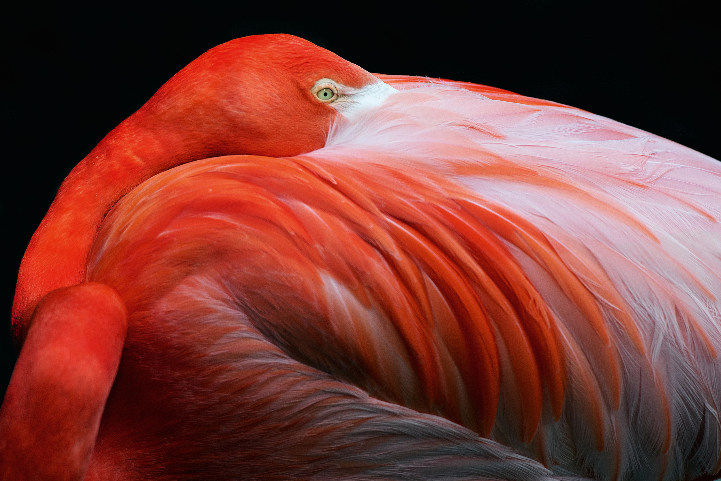 The Flamingo, also known as Phoenicopterus roseus from Africa, Southern Europe, and Parts of Asia.  The Greater Flamingo’s signature pink coloring is the result of its diet: Flamingos consume massive amounts of animal and plant plankton very rich in beta carotene. A rich pink coat indicates the bird has a healthy diet, making it more attractive to potential mates.