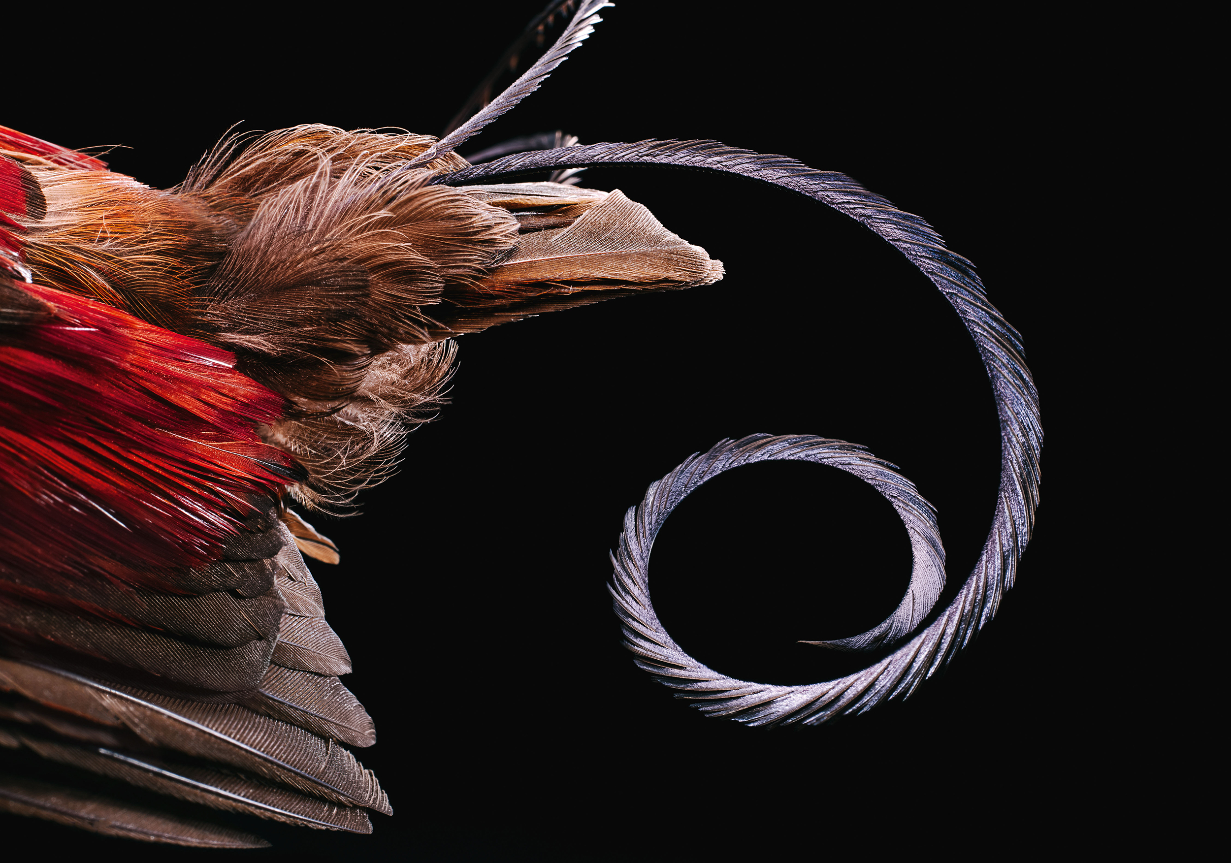 Wilson’s Bird-of-Paradise, also known as Cicinnurus respublica from western Papua New Guinea.  This image shows it's single tightly folded tail feather. The most curious feature of this species is the elaborate display the male birds employ to attract a mate. During mating season, the male birds first make a clearing on the forest floor, removing all twigs and detritus. Once a female suitor arrives, the male performs a dazzling dance.
