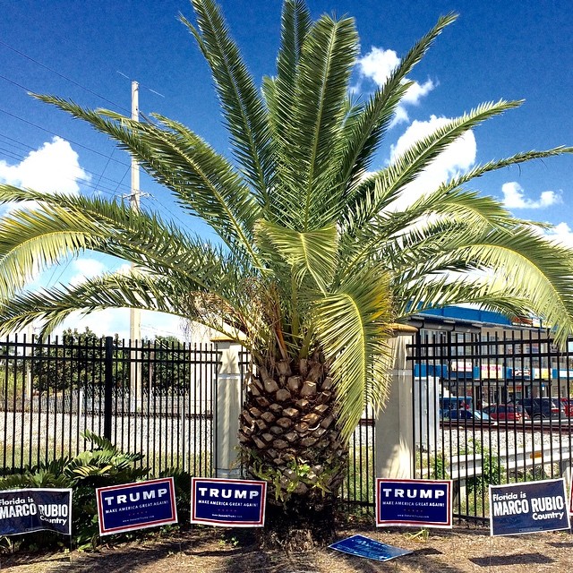 Christopher Morris (@christopher_vii), photographing from Florida as the state goes to the polls to vote in the 2016 Presidential Primaries.Campaign signs Robert King High Park, Miami, Florida.