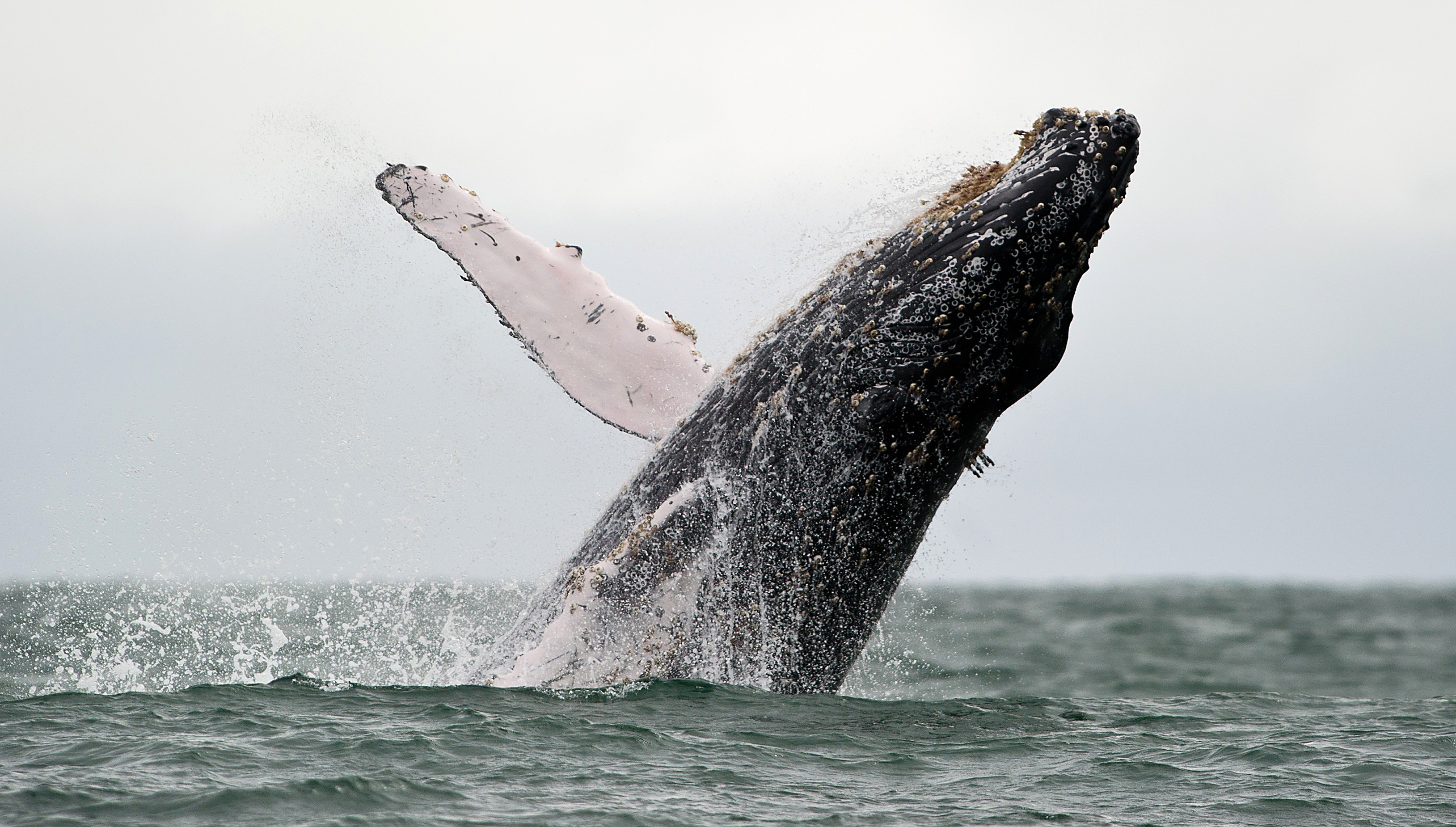 A Humpback whale jumps in the surface of the Pacific Ocean at the Uramba Bahia Malaga natural park in Colombia, on July 16, 2013. (Luis Robayo / Getty Images)
