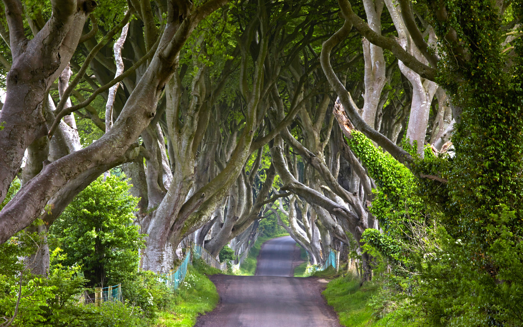 game-of-thrones-kingsroad