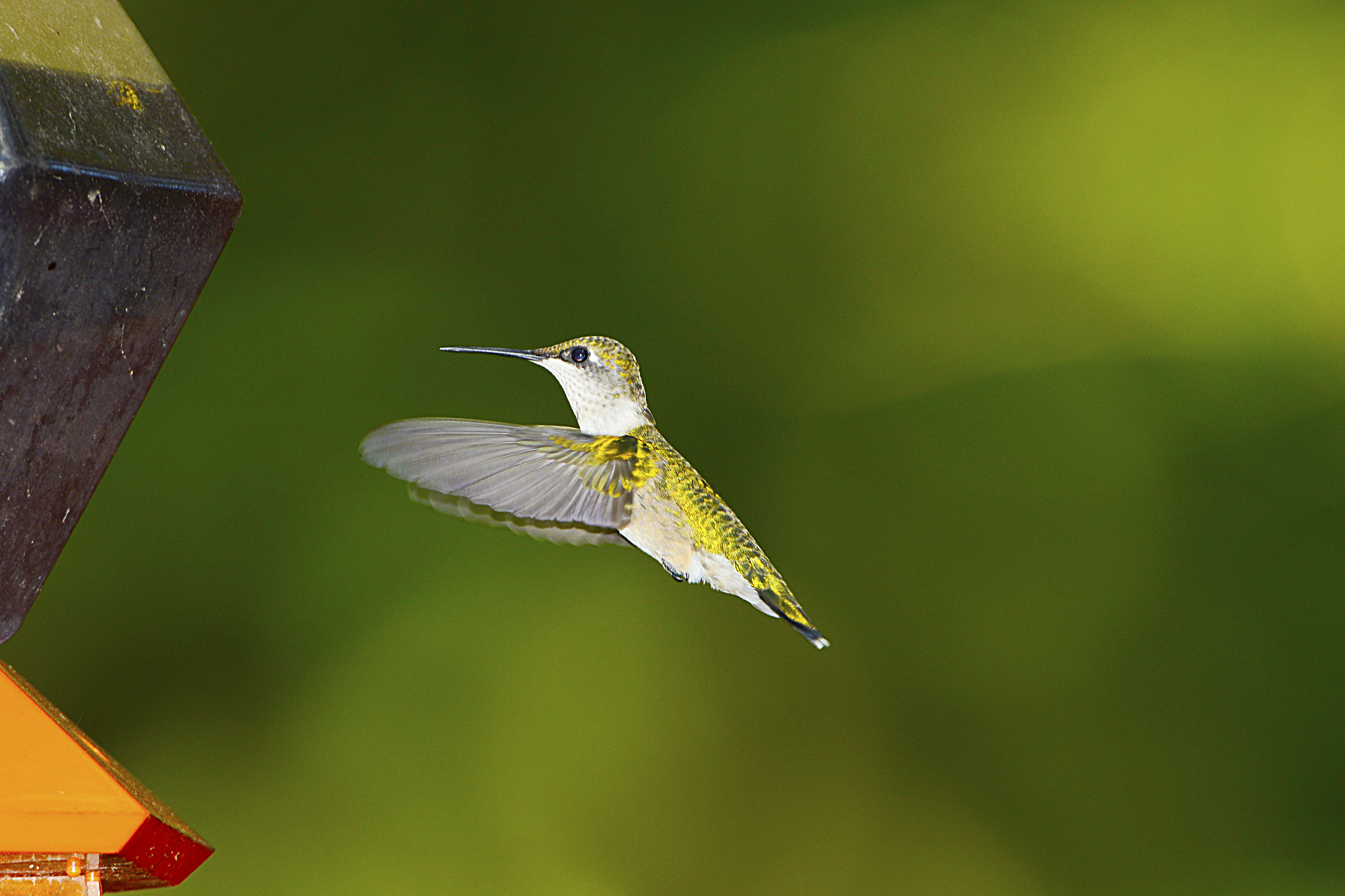 A Ruby-throated Hummingbird (Education Images—UIG via Getty Images)