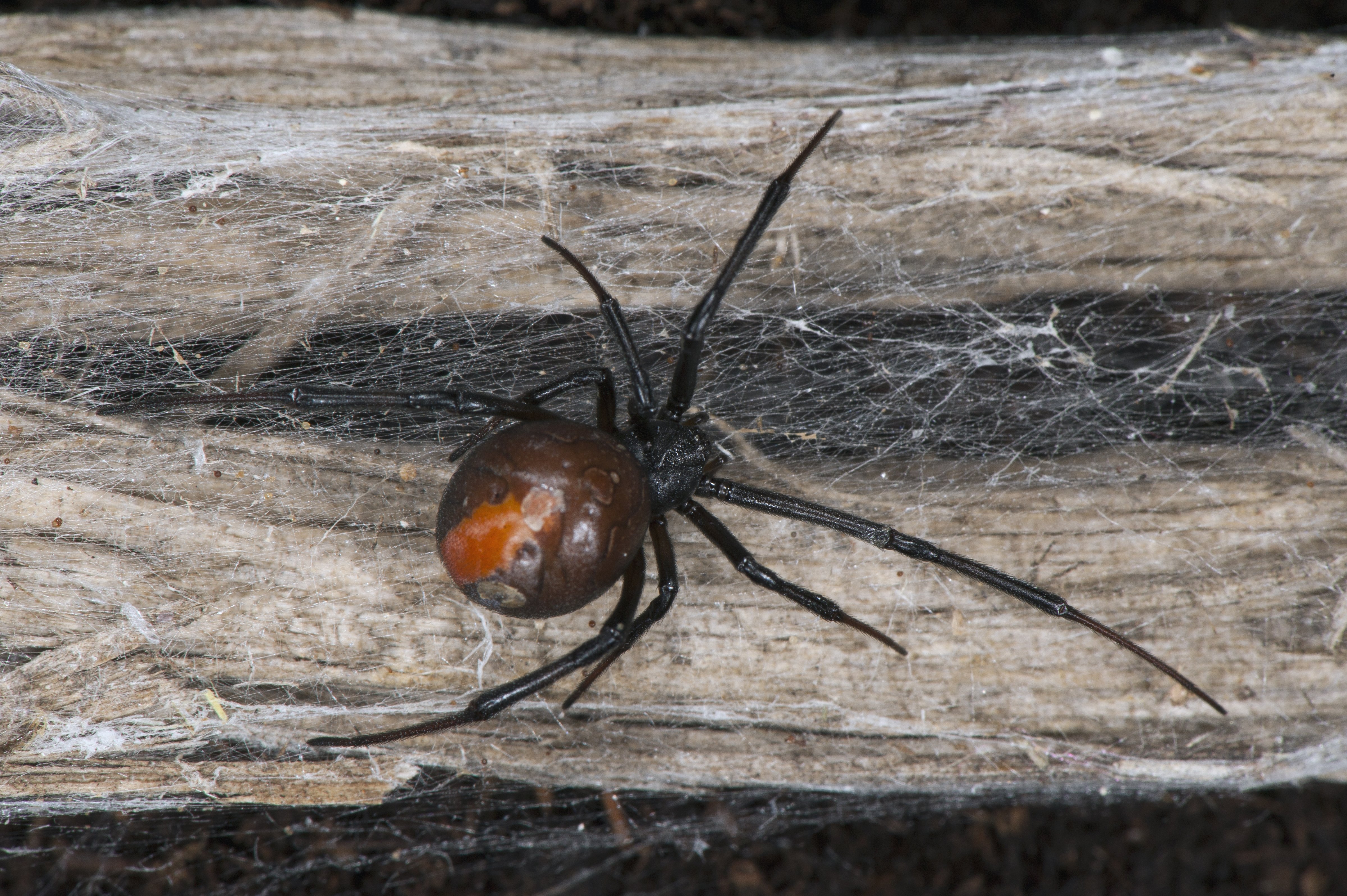 redback spider populations sydney australia