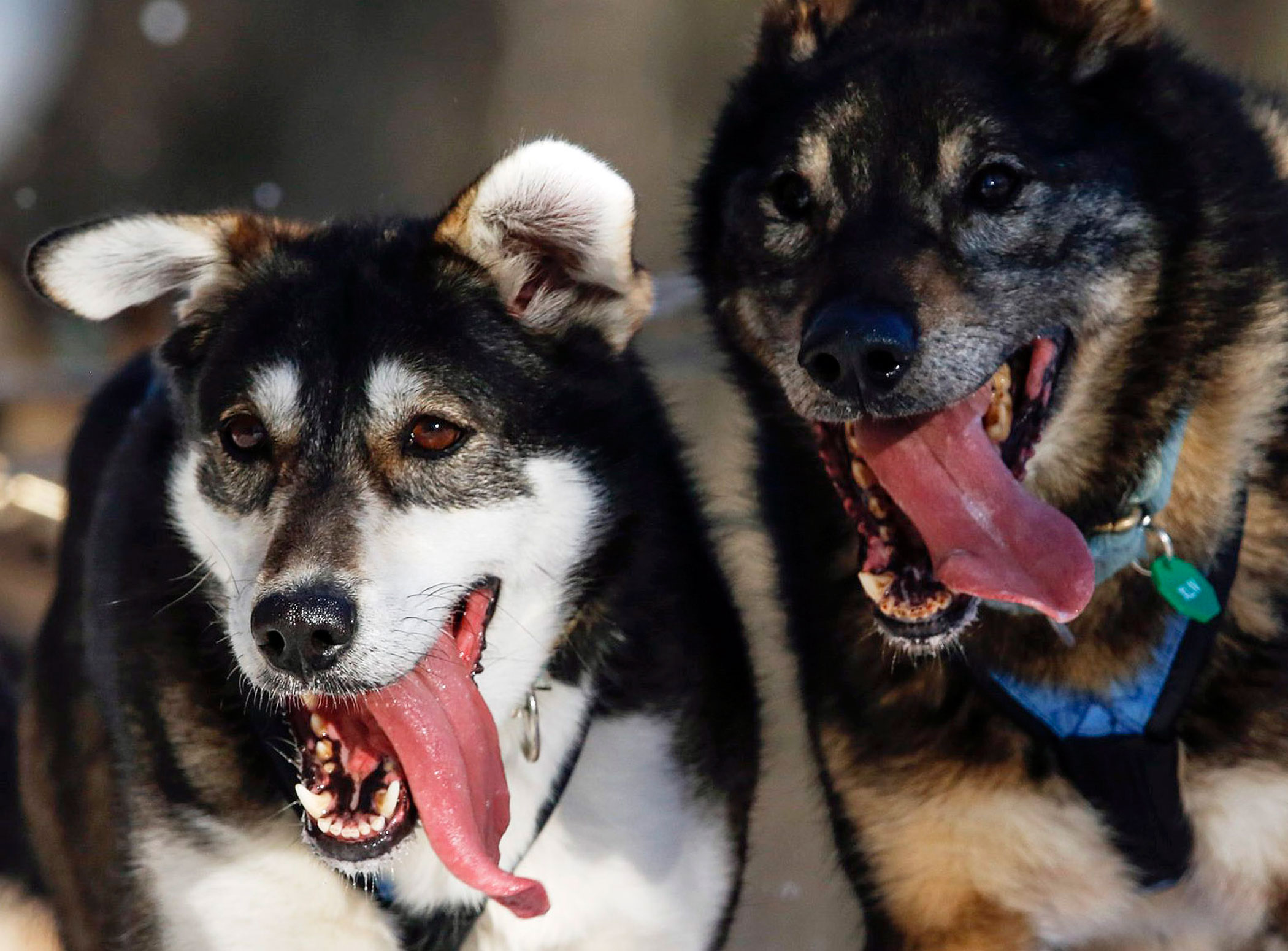 Sled dogs from Matthew Failor's team leave the restart of the Iditarod Trail Sled Dog Race in Willow, Alaska on March 6, 2016. Mushers and sled dog teams from around the world embark on Alaska's long-distance Iditarod Trail Sled Dog Race, starting a nearly 1,000-mile journey through the state's wilderness.