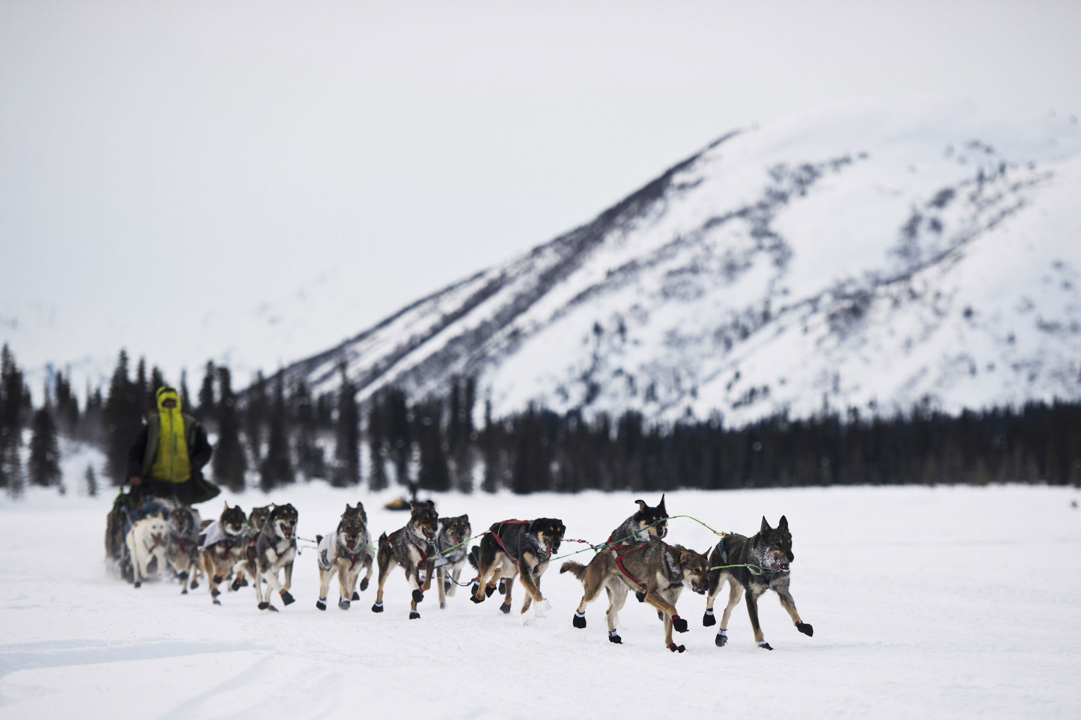 Nicolas Petit is the first Iditarod Trail Sled Dog Race musher to reach the Rainy Pass checkpoint on March 7 in-Rainy Pass, Alaska.