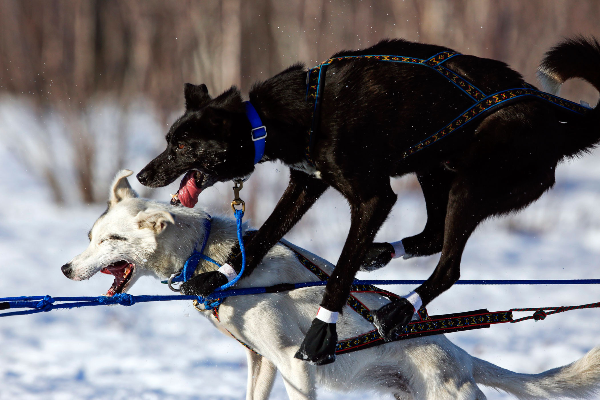 Martin Koenig's team gets tangled after leaving the start chute at the restart of the Iditarod Trail Sled Dog Race in Willow, Alaska on March 6.