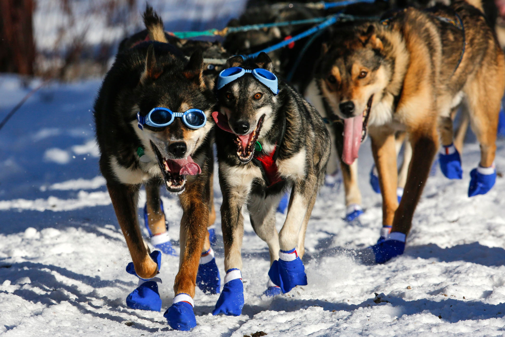 Cody Strathe's team leaves the restart of the Iditarod Trail Sled Dog Race in Willow, Alaska on March 6.