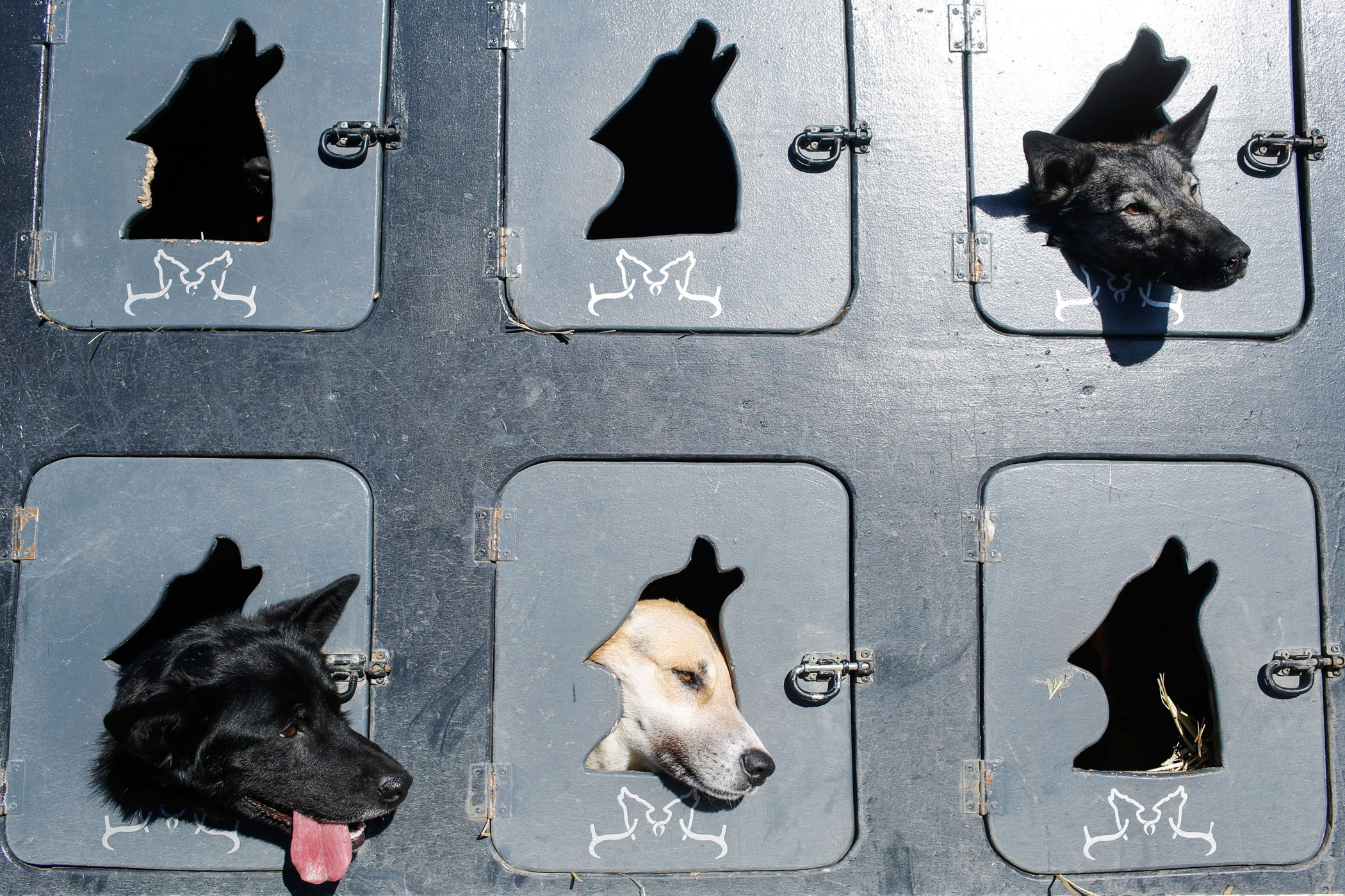 Musher Justin Savidis' dogs wait in the truck before the restart of the Iditarod Trail Sled Dog Race in Willow, Alaska on March 6.