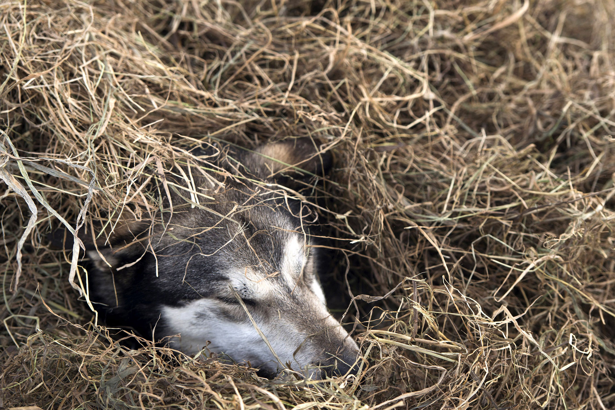 One of Nicolas Petit's dogs rests in straw on Puntilla Lake on March 7, in Rainy Pass, Alaska.