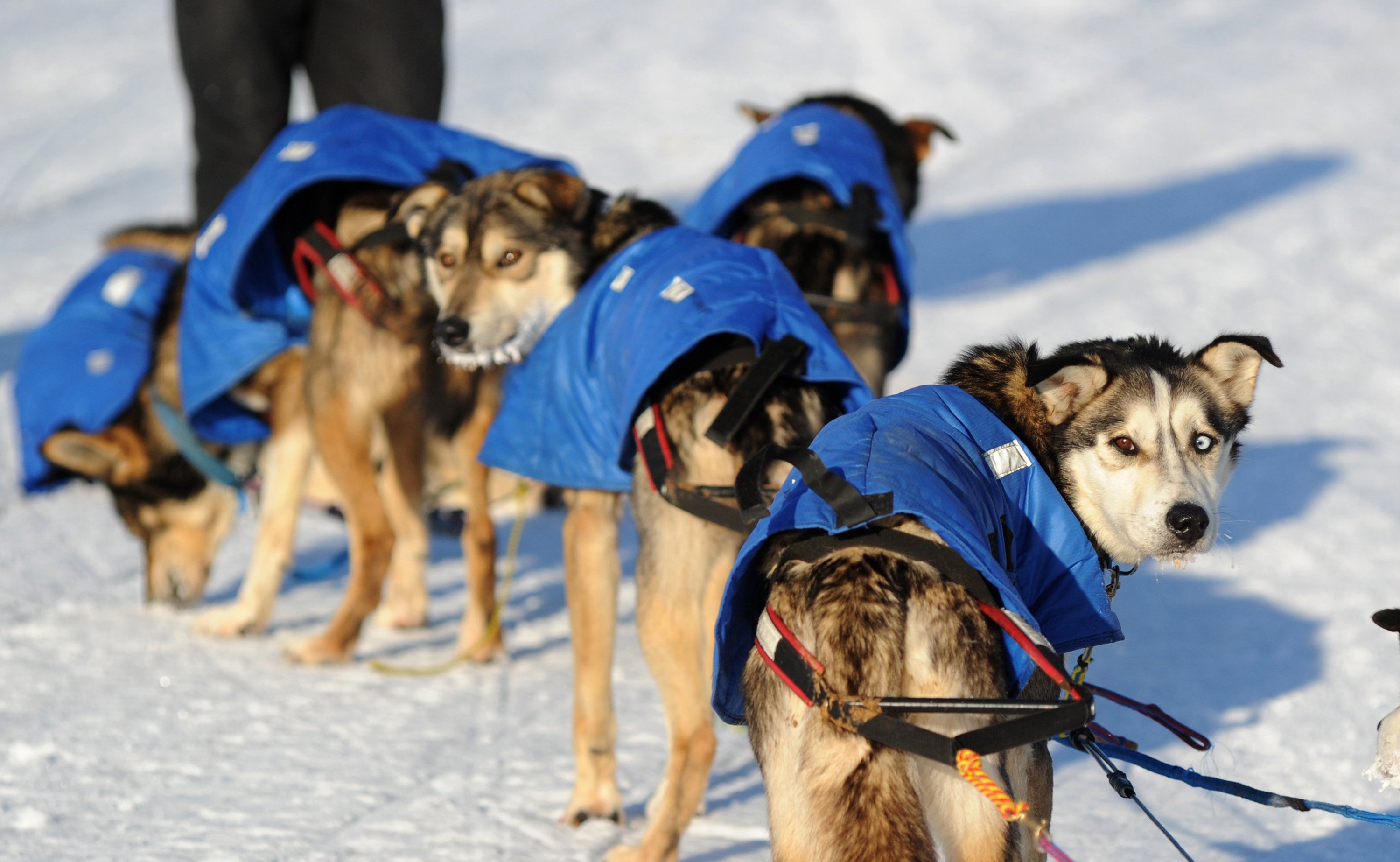 Mitch Seaveys dogs look back at the musher after they arrived at the White Mountain, Alaska, checkpoint during the Iditarod Trail Sled Dog Race on Monday, March 10, 2014. (Bob Hallinen/Anchorage Daily News&mdash;MCT/Getty Images)