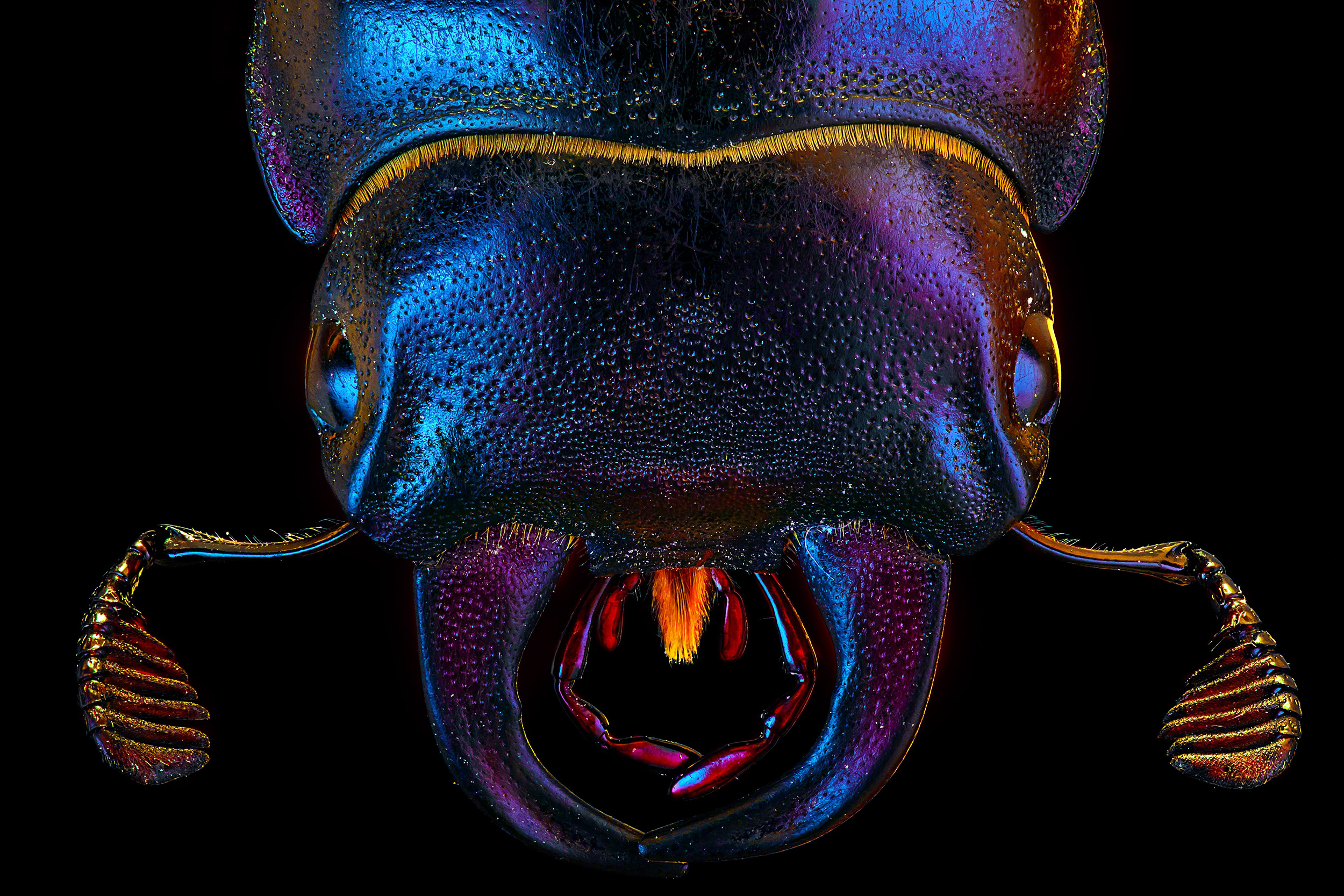 Female european rhinoceros beetle