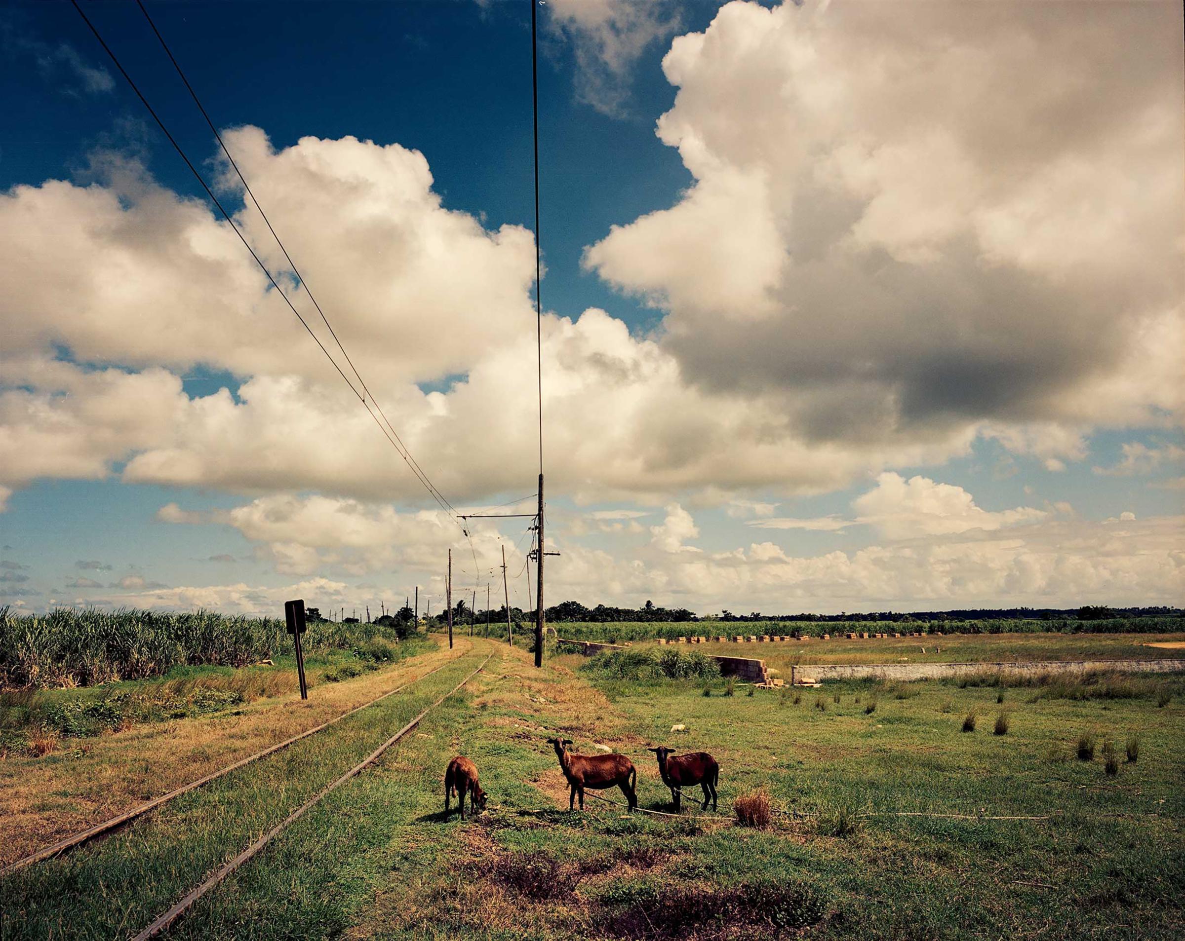 Lambs grazing near the Hershey electric train railway in Cuba.