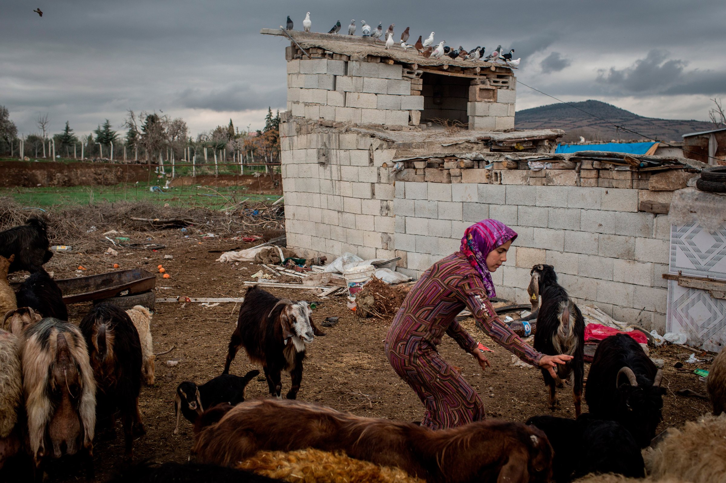 Yasmin, a Syrian refugee, tries to catch a goat during her work at a farm in Kilis, Turkey, March 3, 2016.