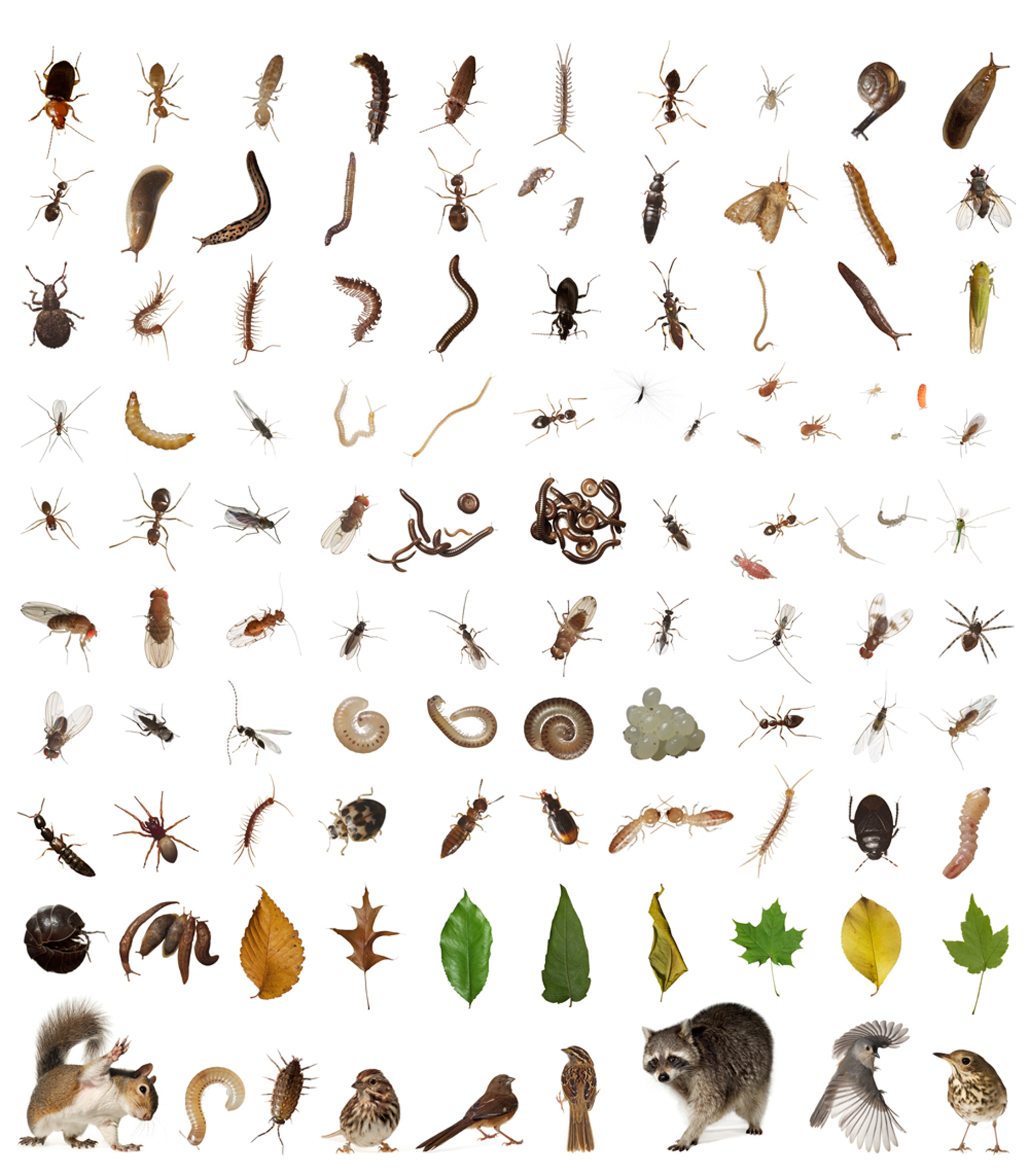 A selection of creatures revealed through inventorying one cubic foot from Hallett Nature Sanctuary in Central Park, New York City.