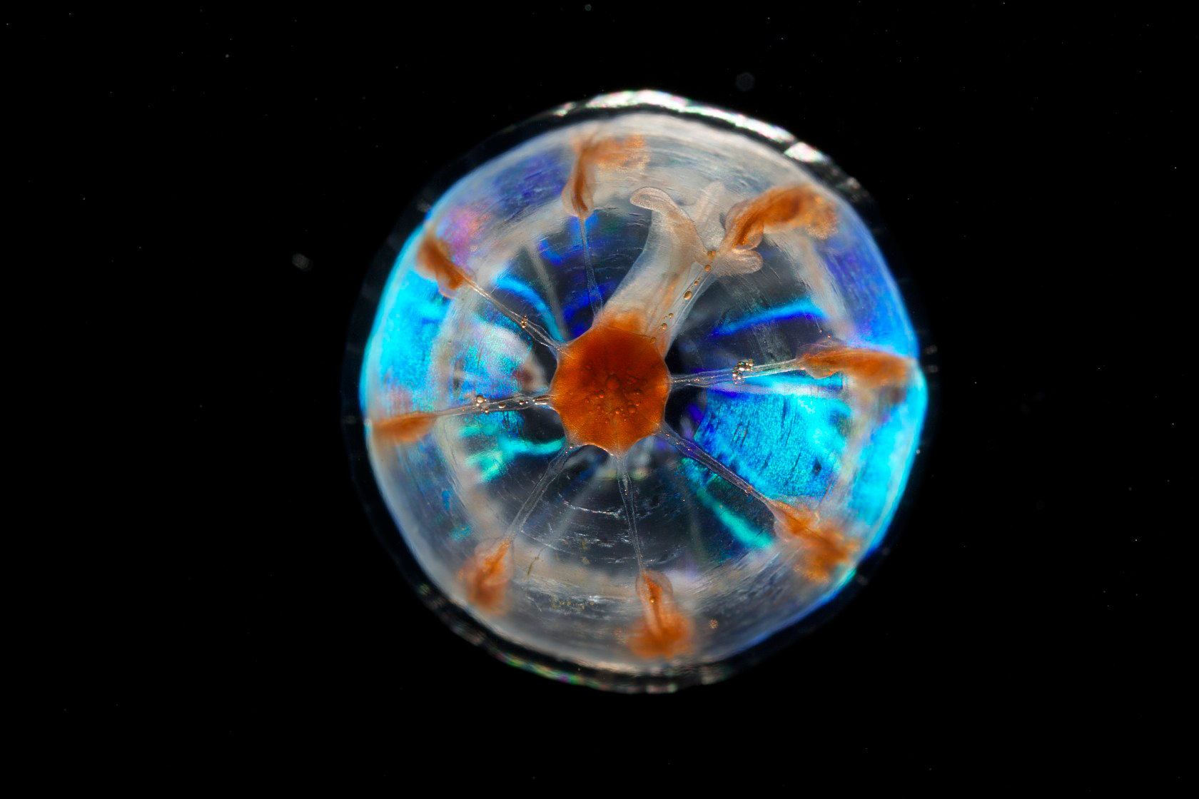 A jellyfish, Pantachagon haeckeli from Davidson Seamount West, off the coast of California.