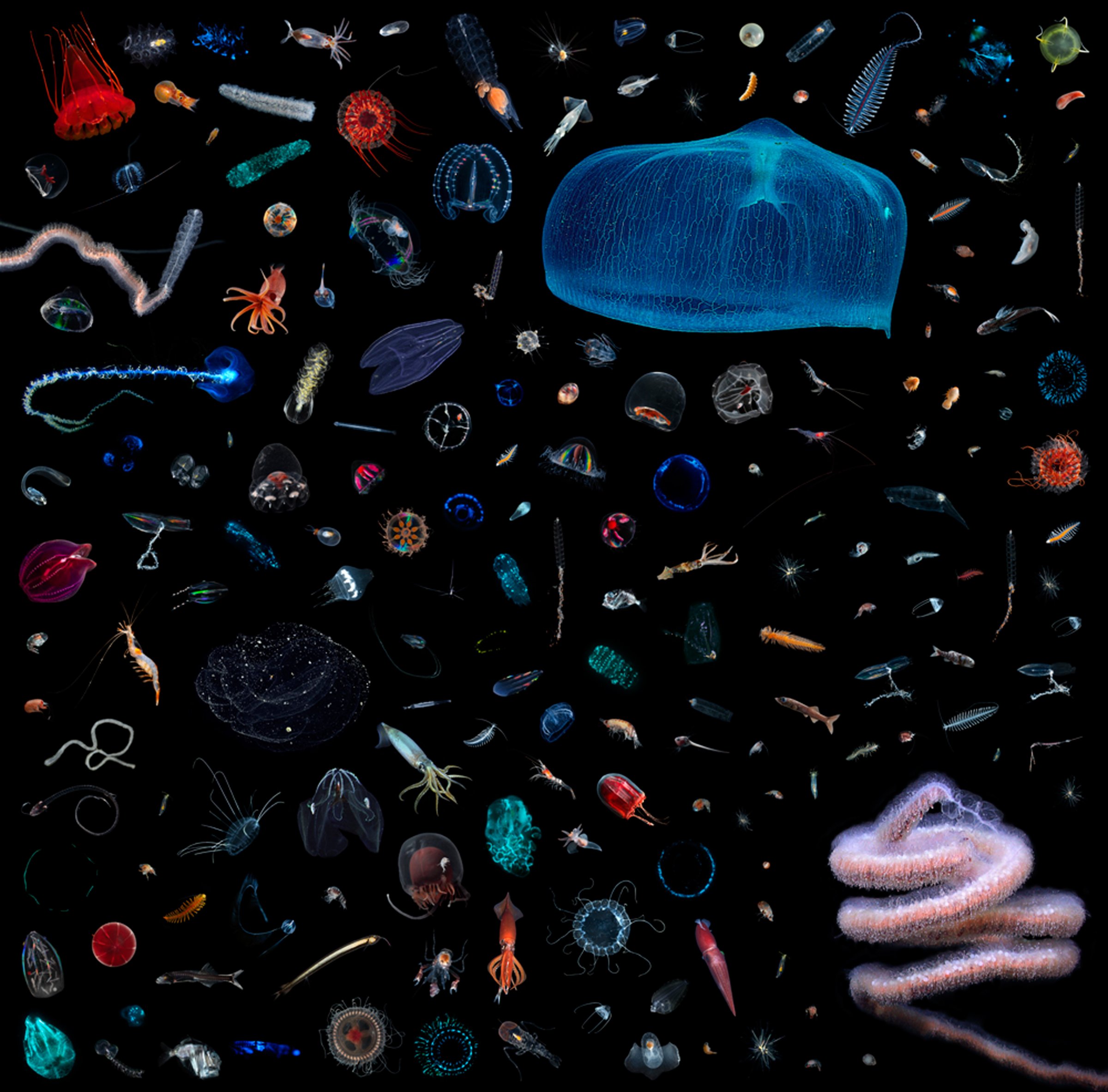 A selection of midwater creatures revealed through inventorying one cubic foot from Monterey Canyon, off the coast of California.