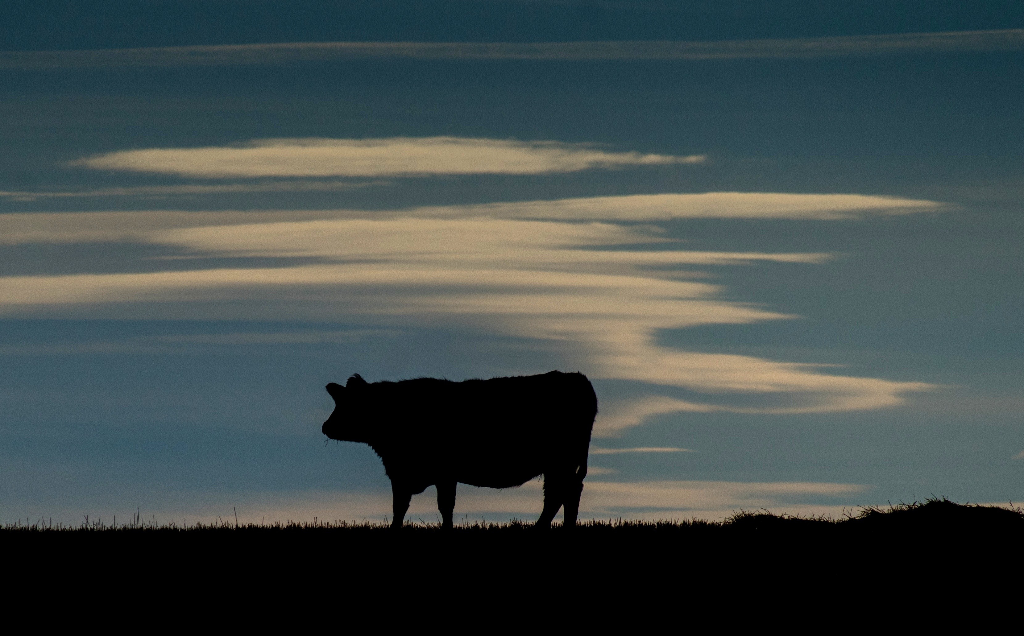 A cow is silhouetted on a pasture near the Trans-Canada Highway north of Calgary on Feb. 13, 2015. (Joe Klamar—AFP/Getty Images)