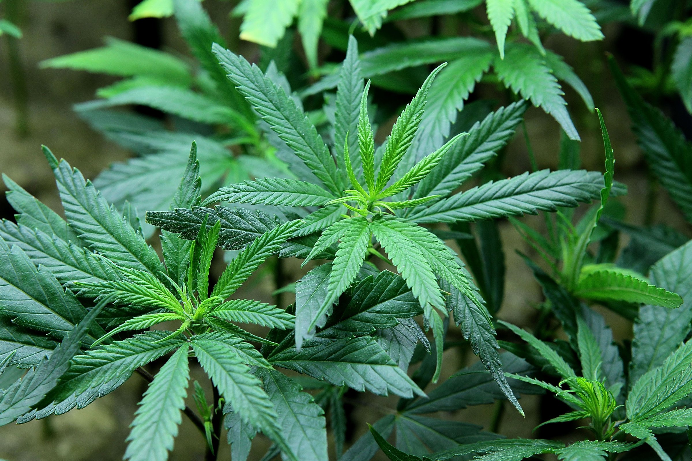 Marijuana plants are displayed at the Berkeley Patients Group March 25, 2010 in Berkeley, California.