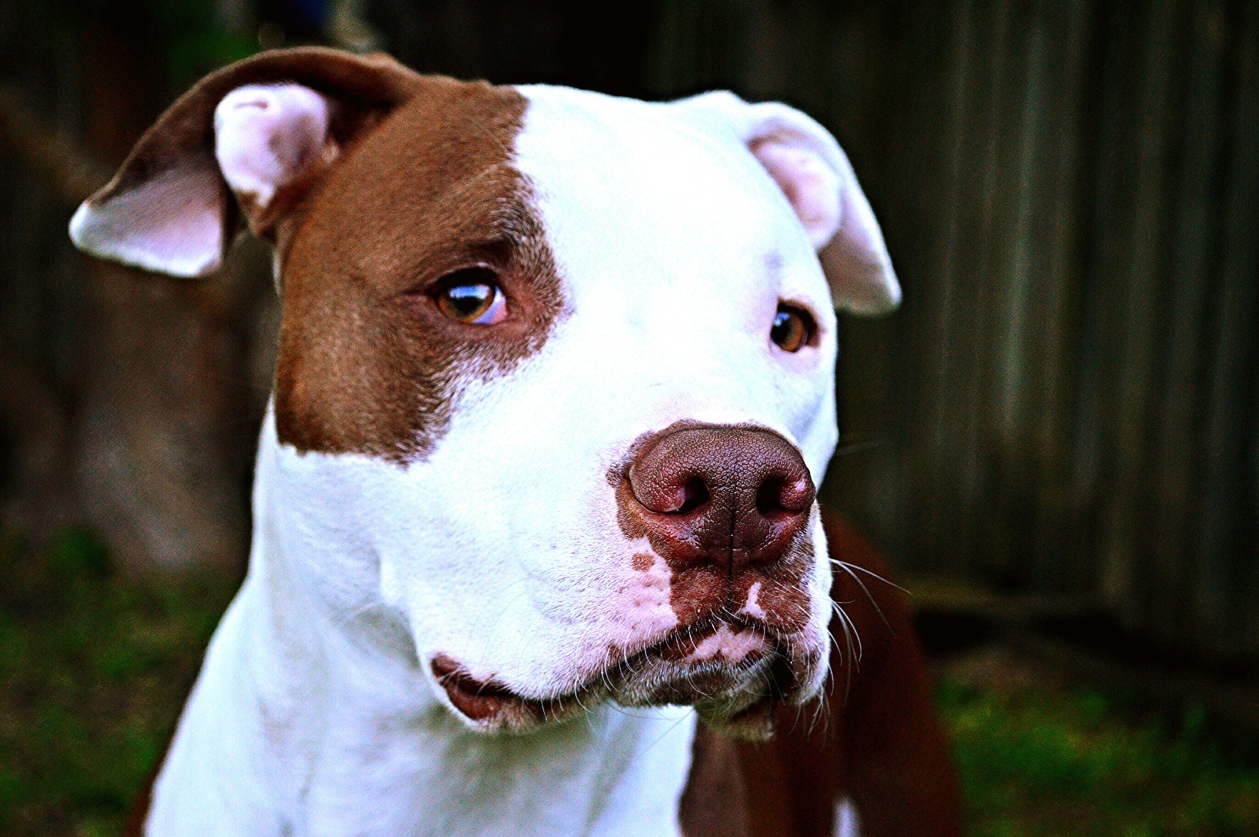 Pit bulls spend three times longer in shelters than other dog breeds, a study has found.